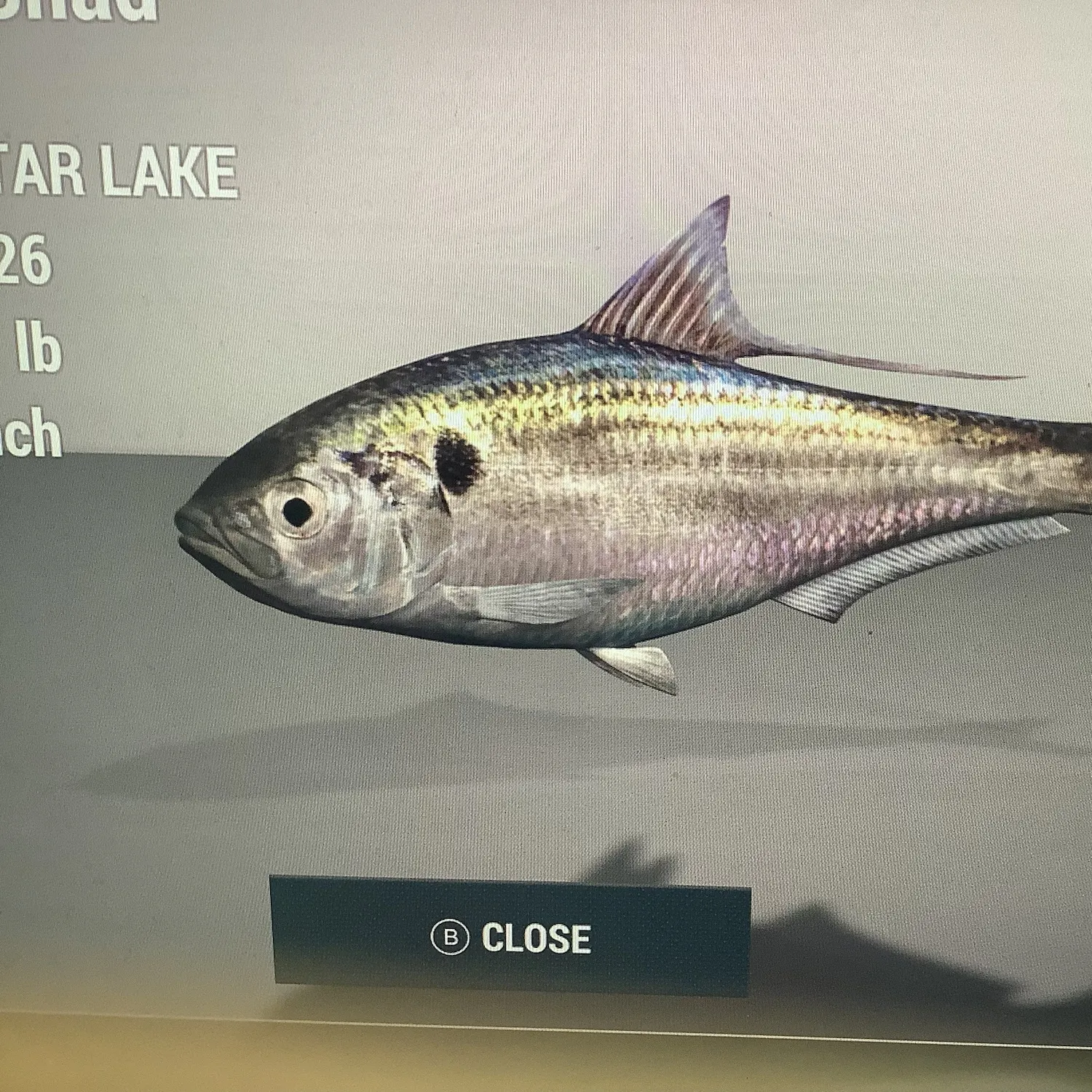 recently logged catches