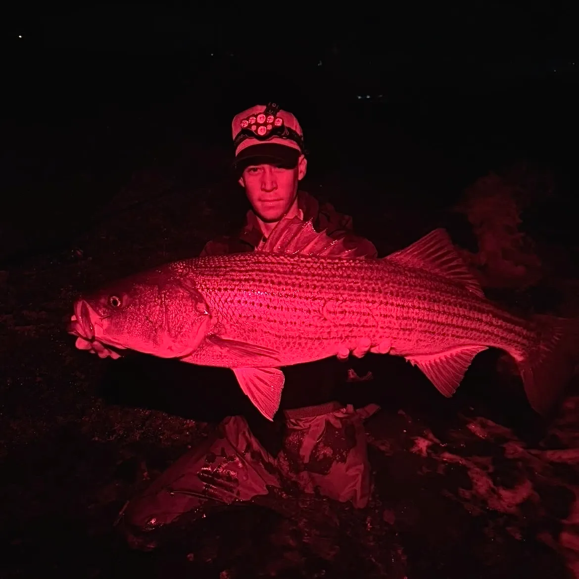 Striped bass caught on Fishbrain