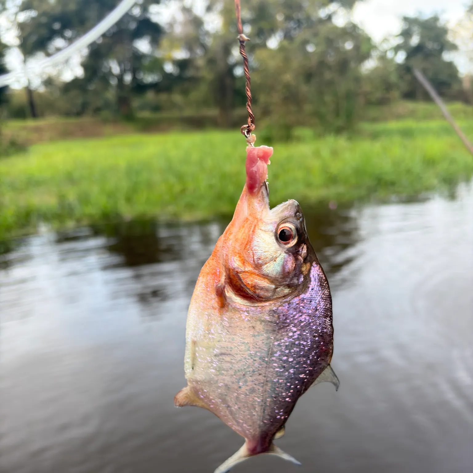 The most recent Red-bellied piranha catches on Fishbrain