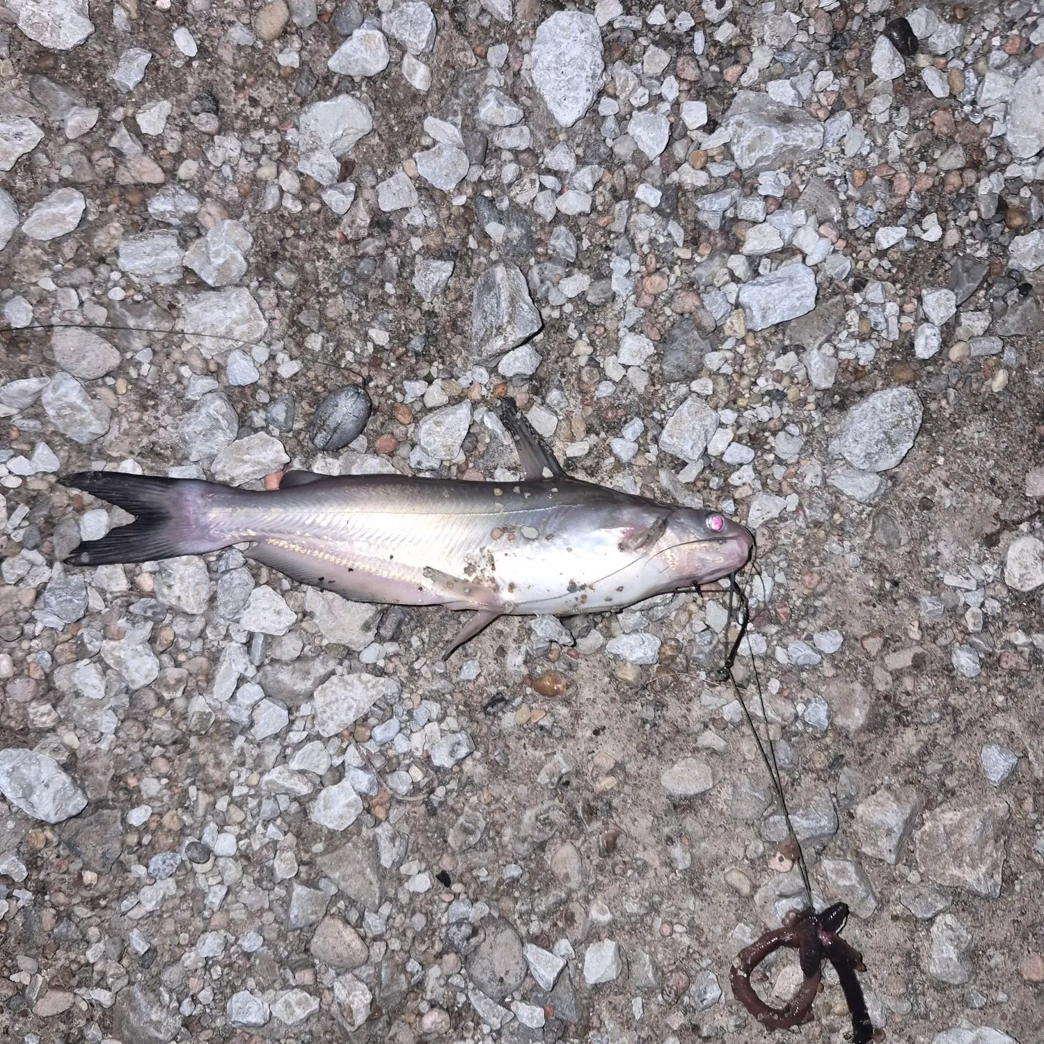 Channel catfish caught on Fishbrain