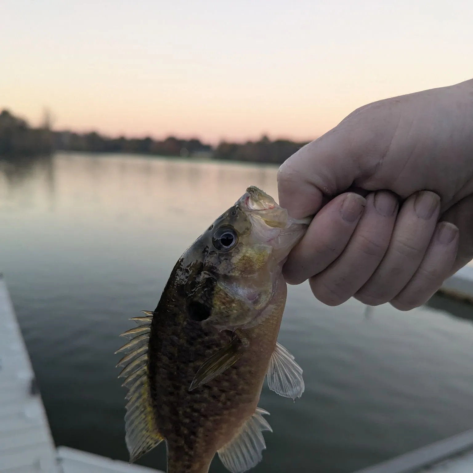 Warmouth caught on Fishbrain