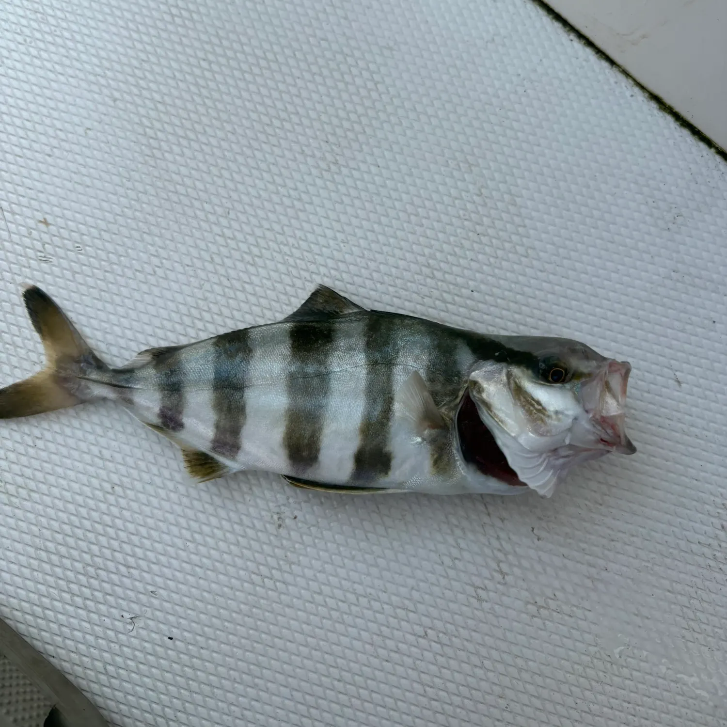 The most recent Banded Rudderfish catches on Fishbrain