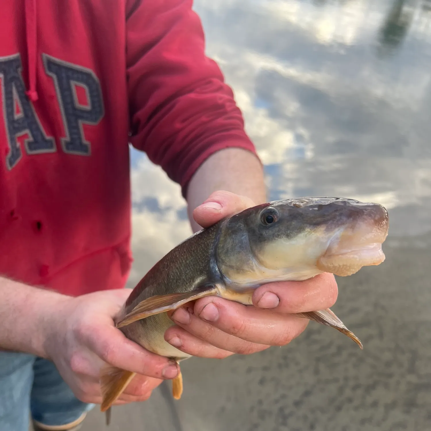 The most recent Longnose sucker catches on Fishbrain