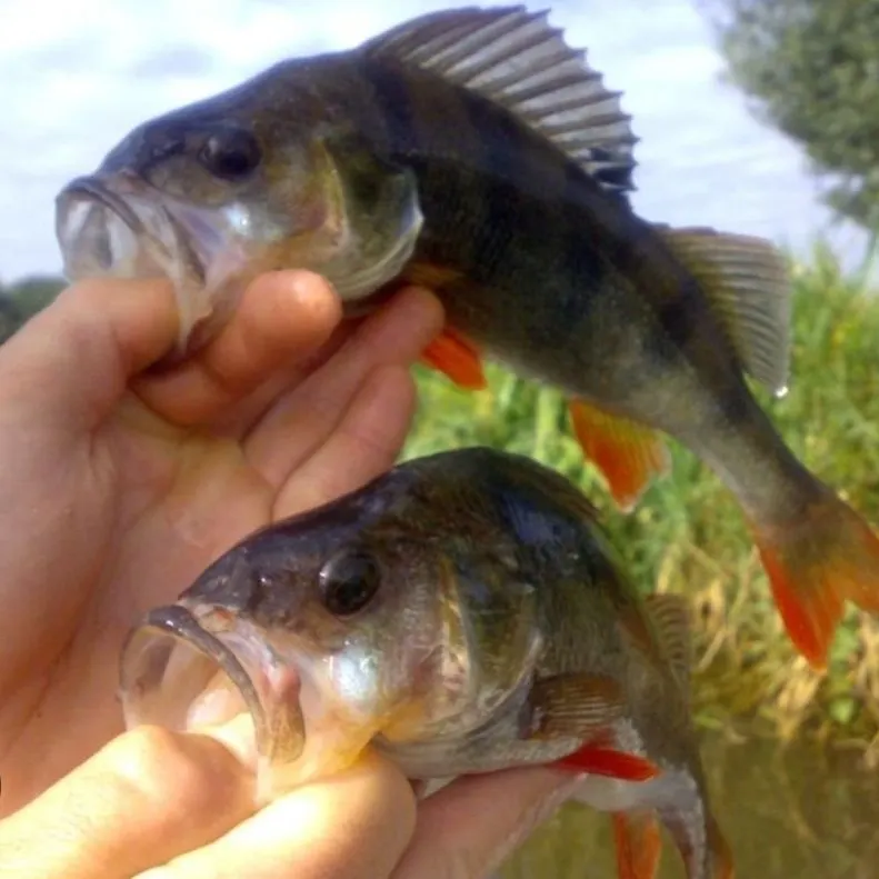 Fish caught on Fishbrain