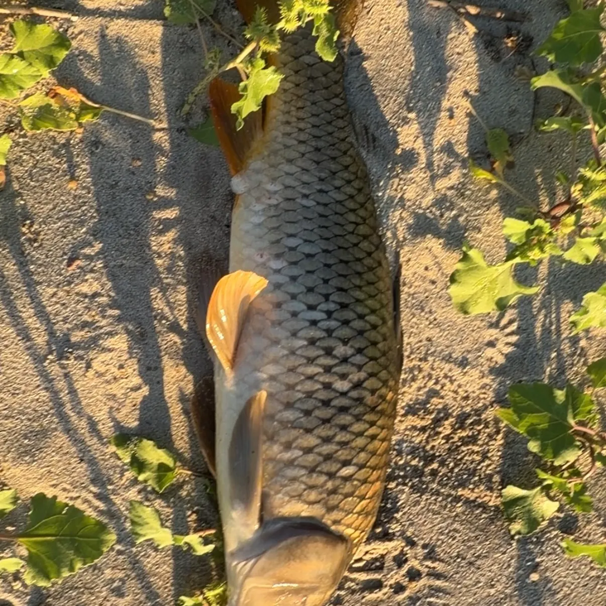 Common carp caught on Fishbrain
