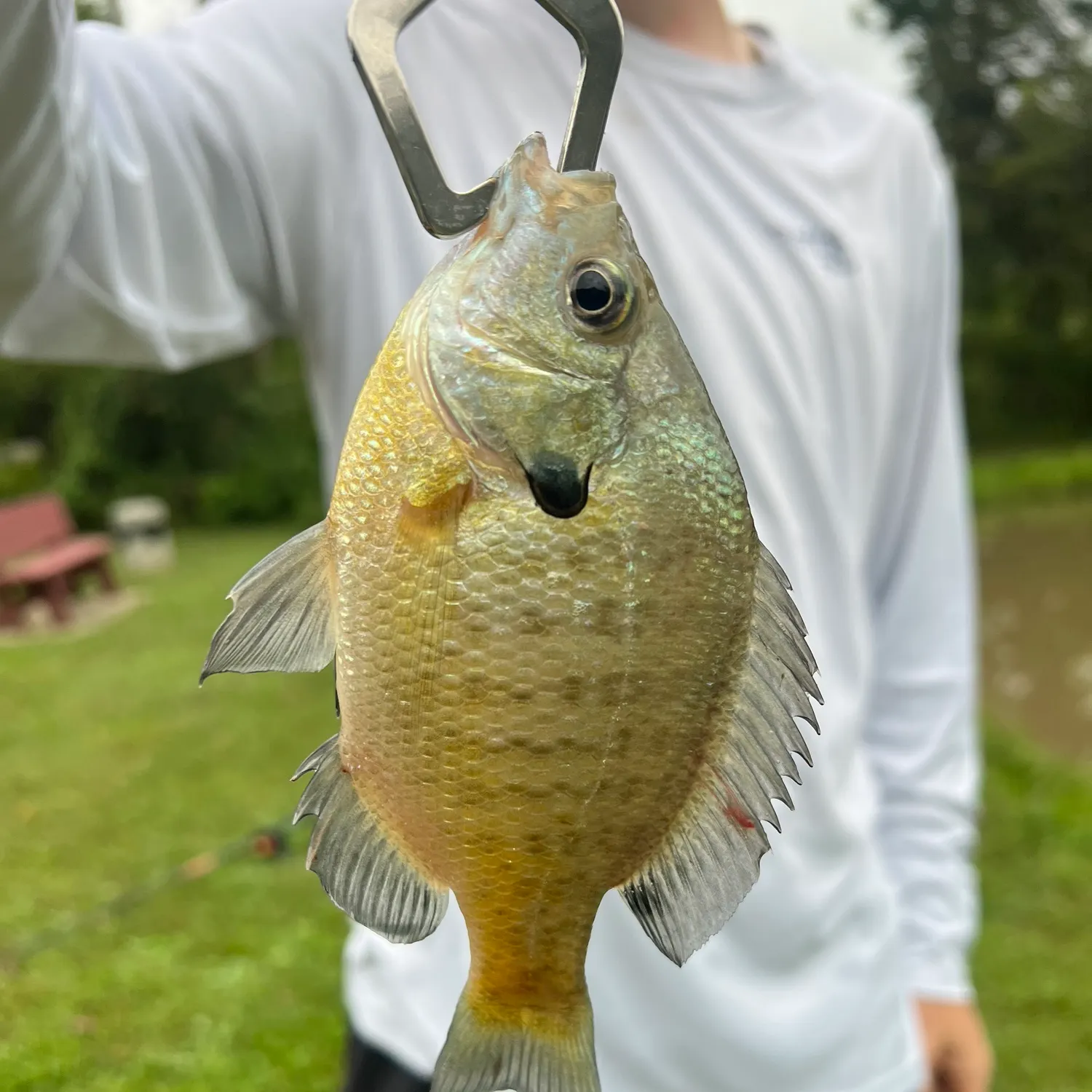 Bluegill caught on Fishbrain