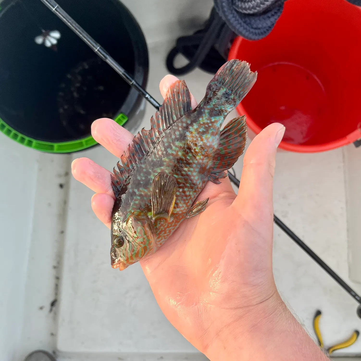 The most recent Corkwing wrasse catches on Fishbrain