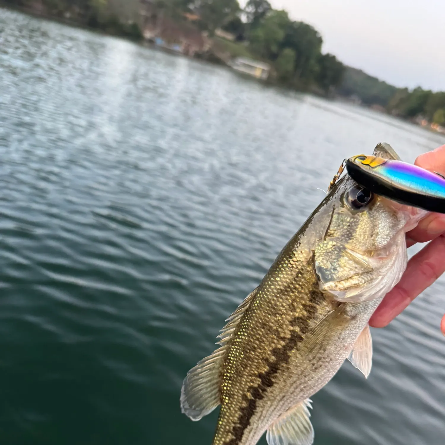 Spotted bass caught on Fishbrain