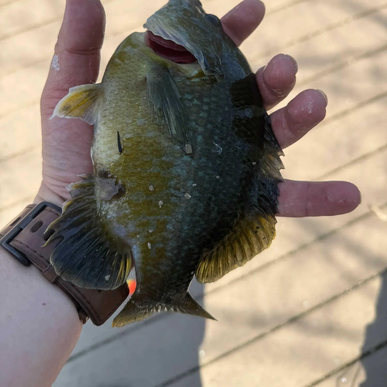 recently logged catches