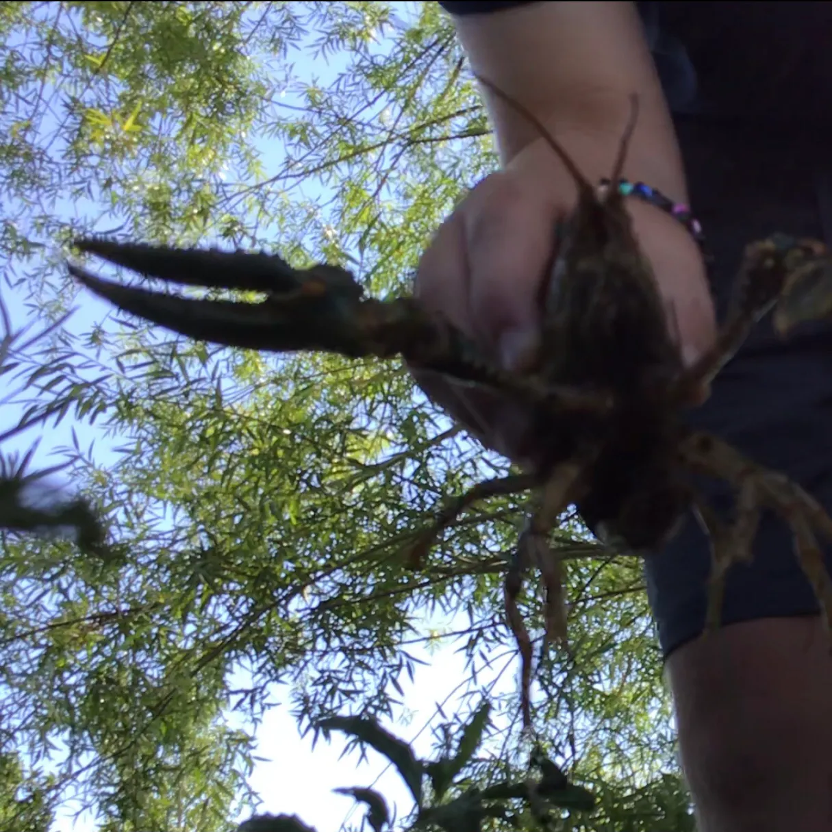 The most recent Signal crayfish catches on Fishbrain