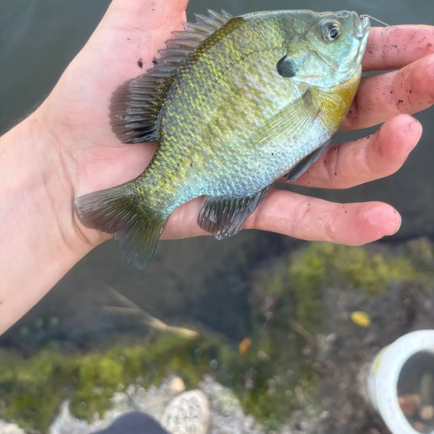 Bluegill caught on Fishbrain