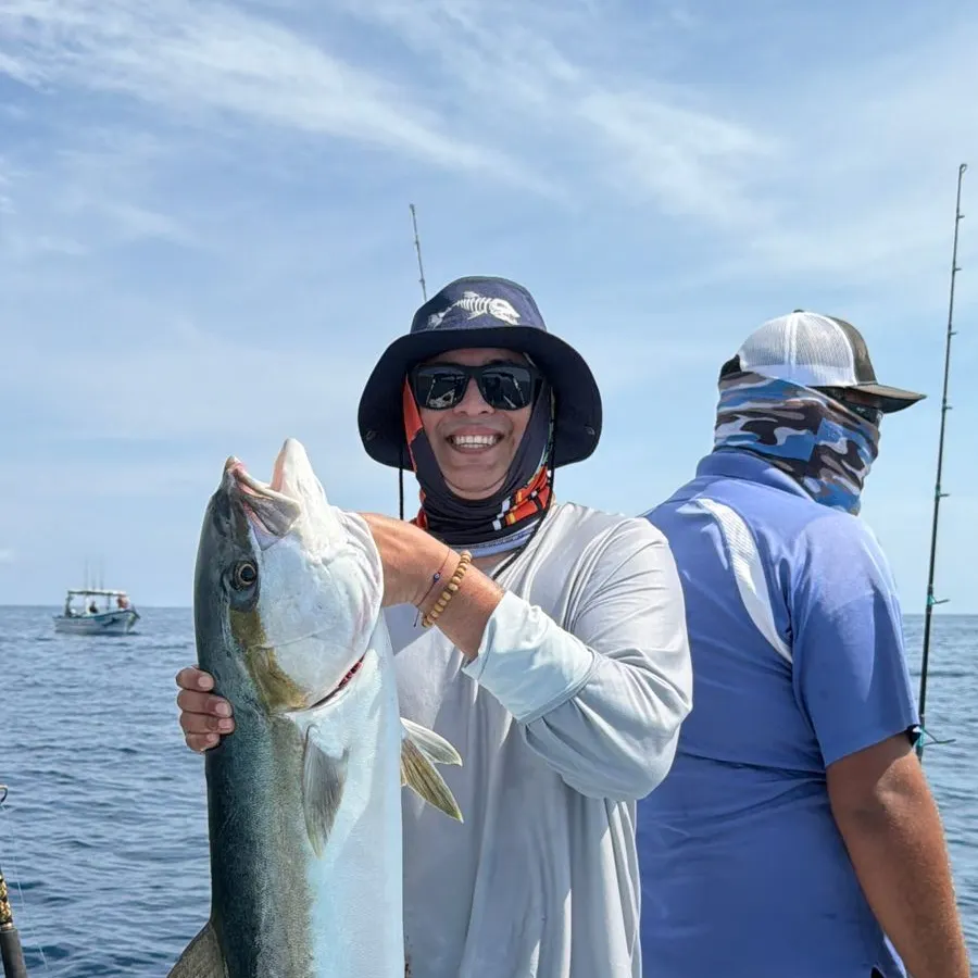 California yellowtail amberjack caught on Fishbrain