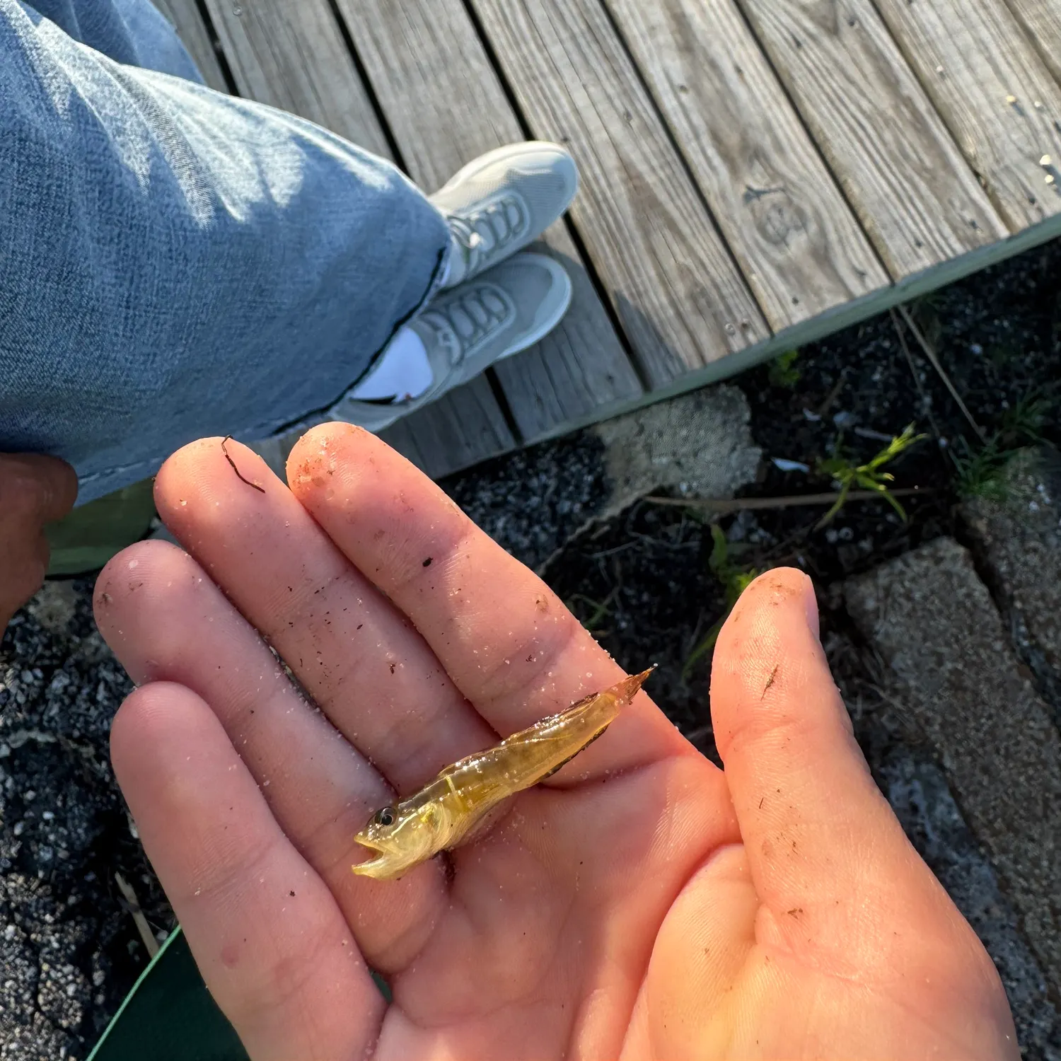 The most recent Clown goby catches on Fishbrain