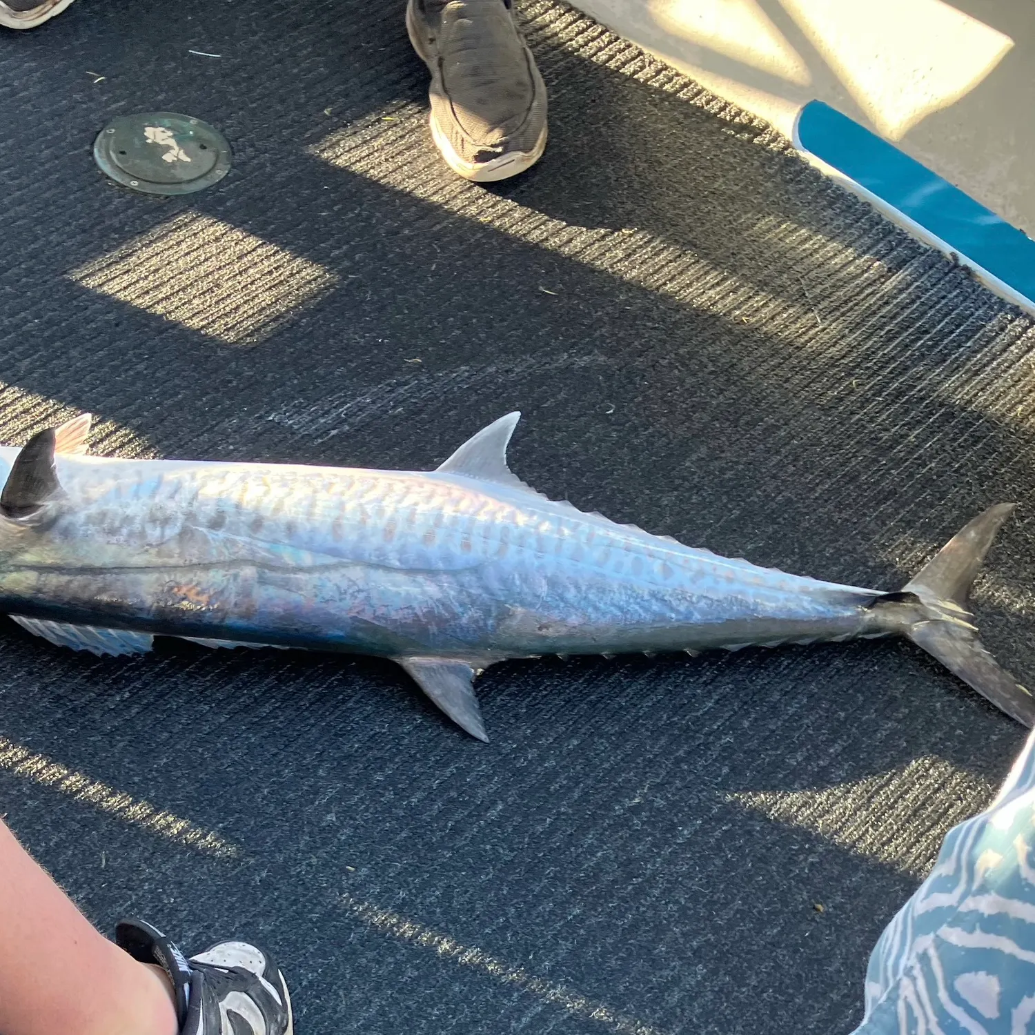 The most recent Narrow-barred Spanish mackerel catches on Fishbrain