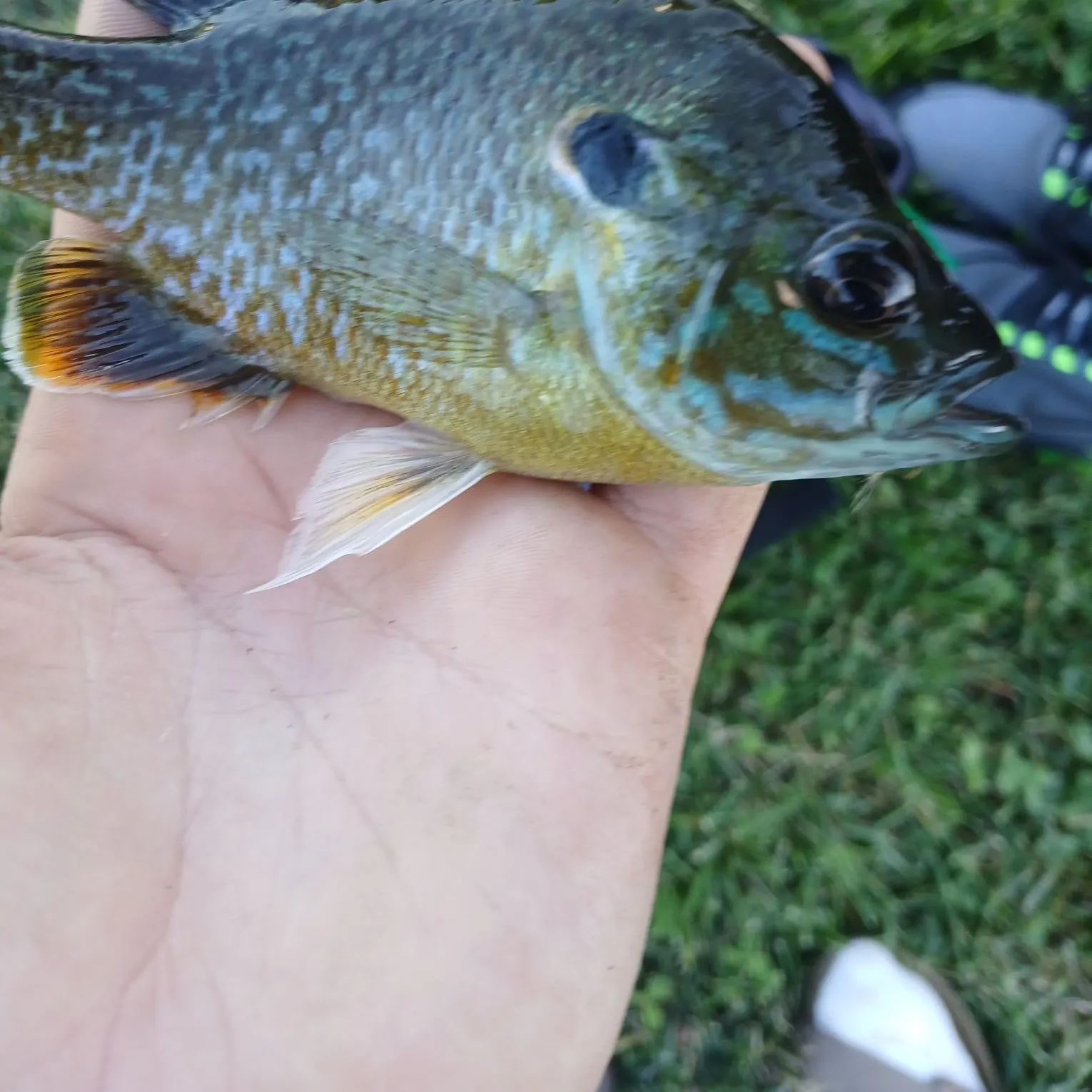 Greengill hybrid caught on Fishbrain