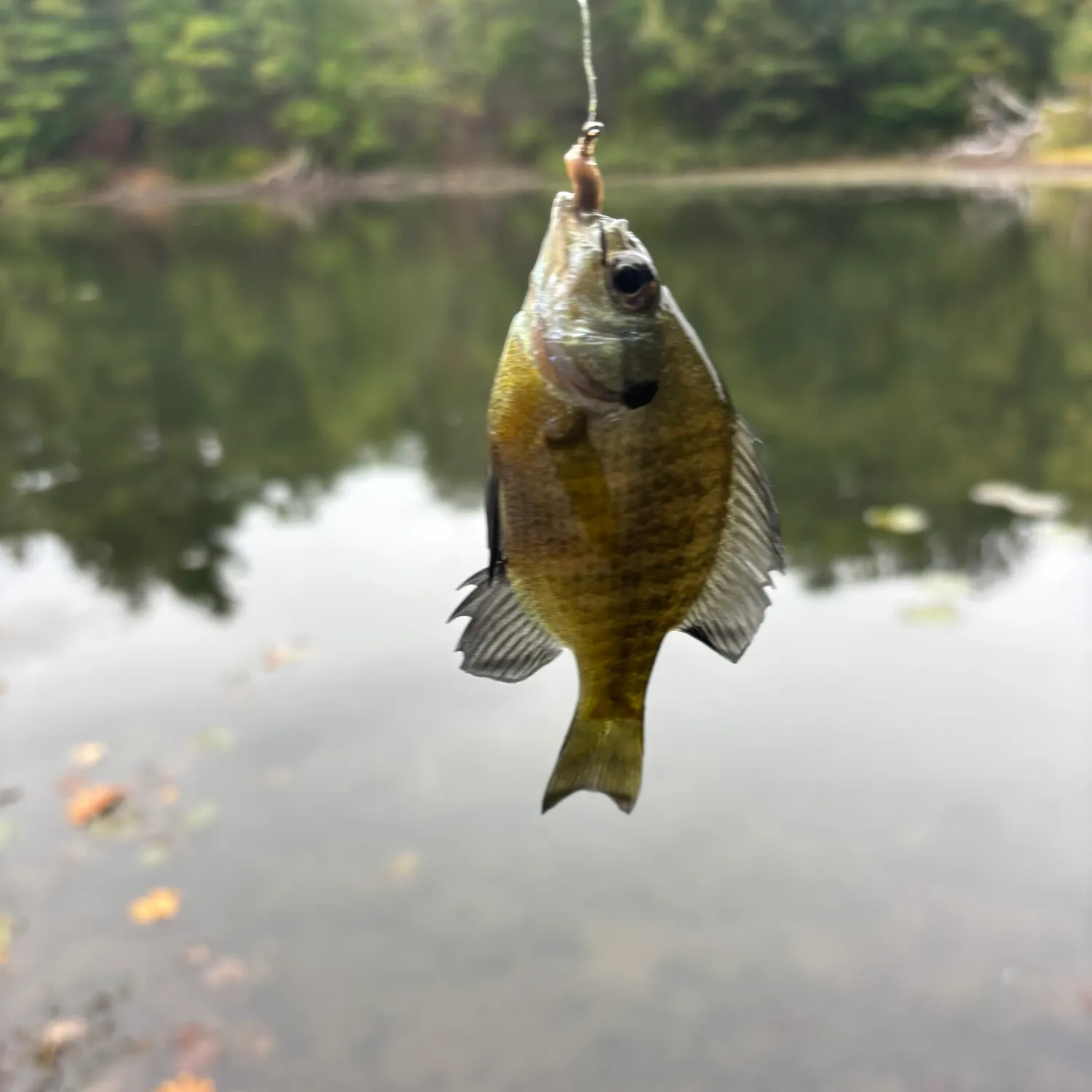 Bluegill caught on Fishbrain