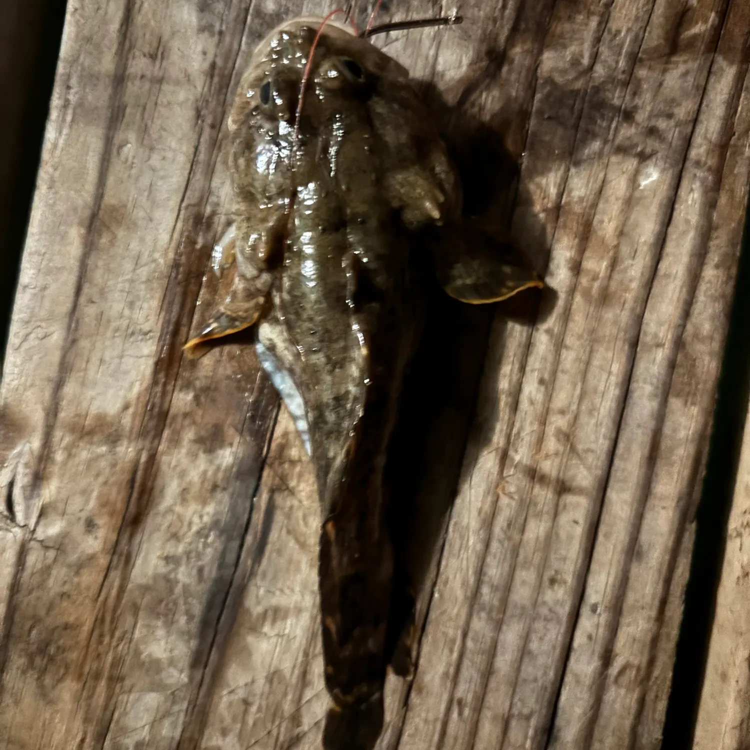 Gulf toadfish caught on Fishbrain