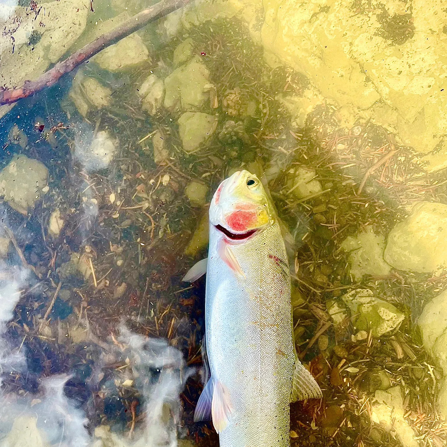 Cutthroat trout caught on Fishbrain