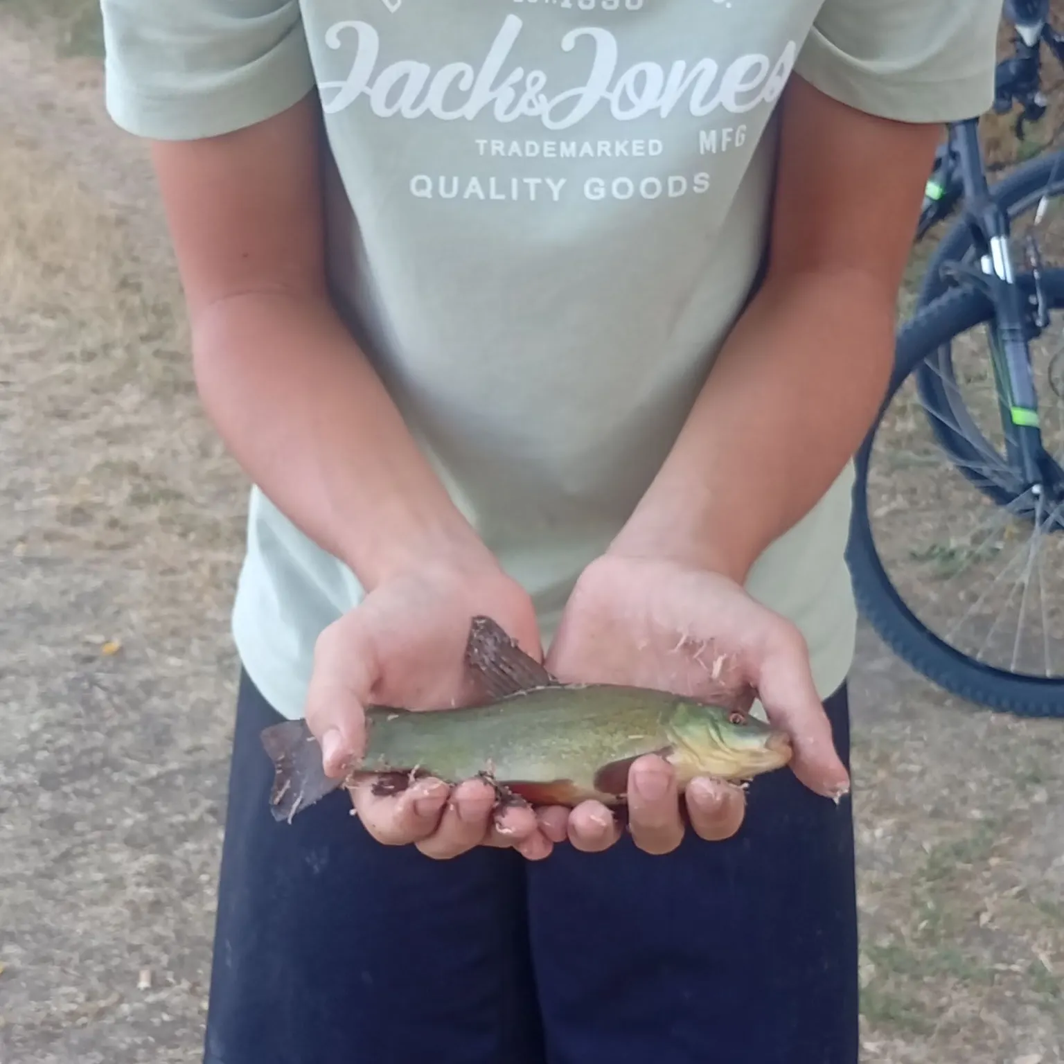 Tench caught on Fishbrain