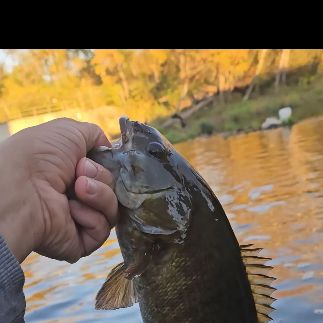 Smallmouth bass caught on Fishbrain