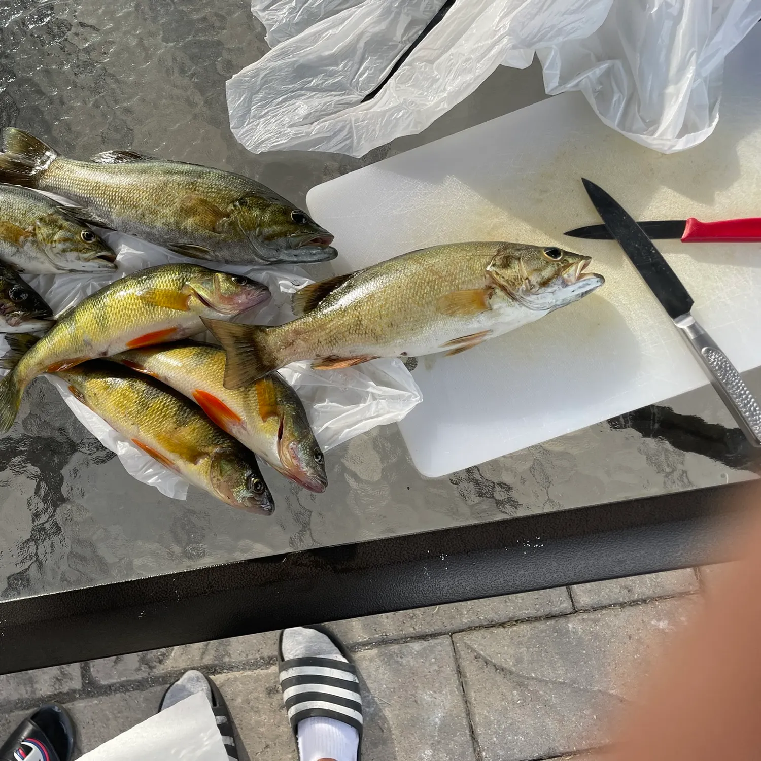 recently logged catches