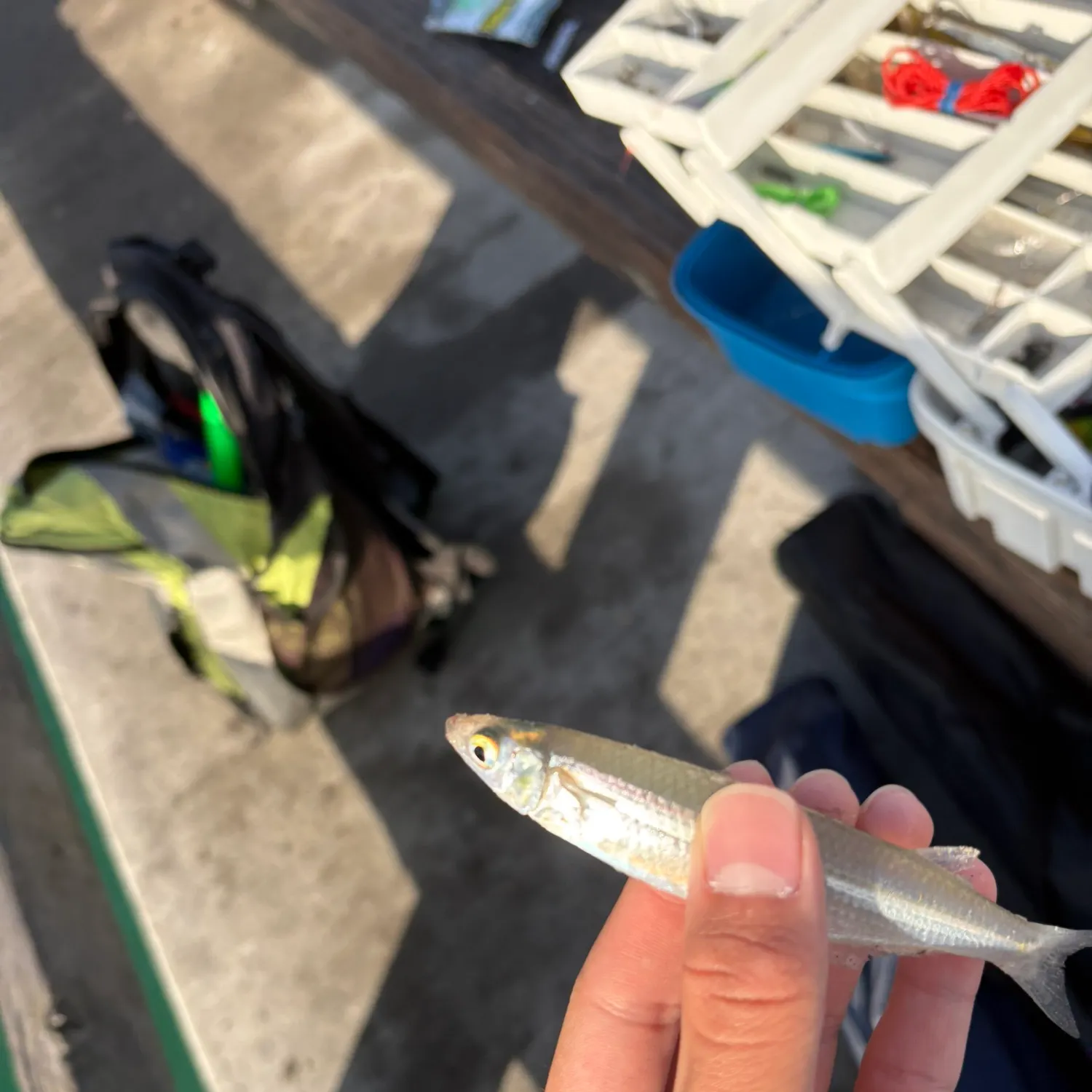 Jack silverside caught on Fishbrain