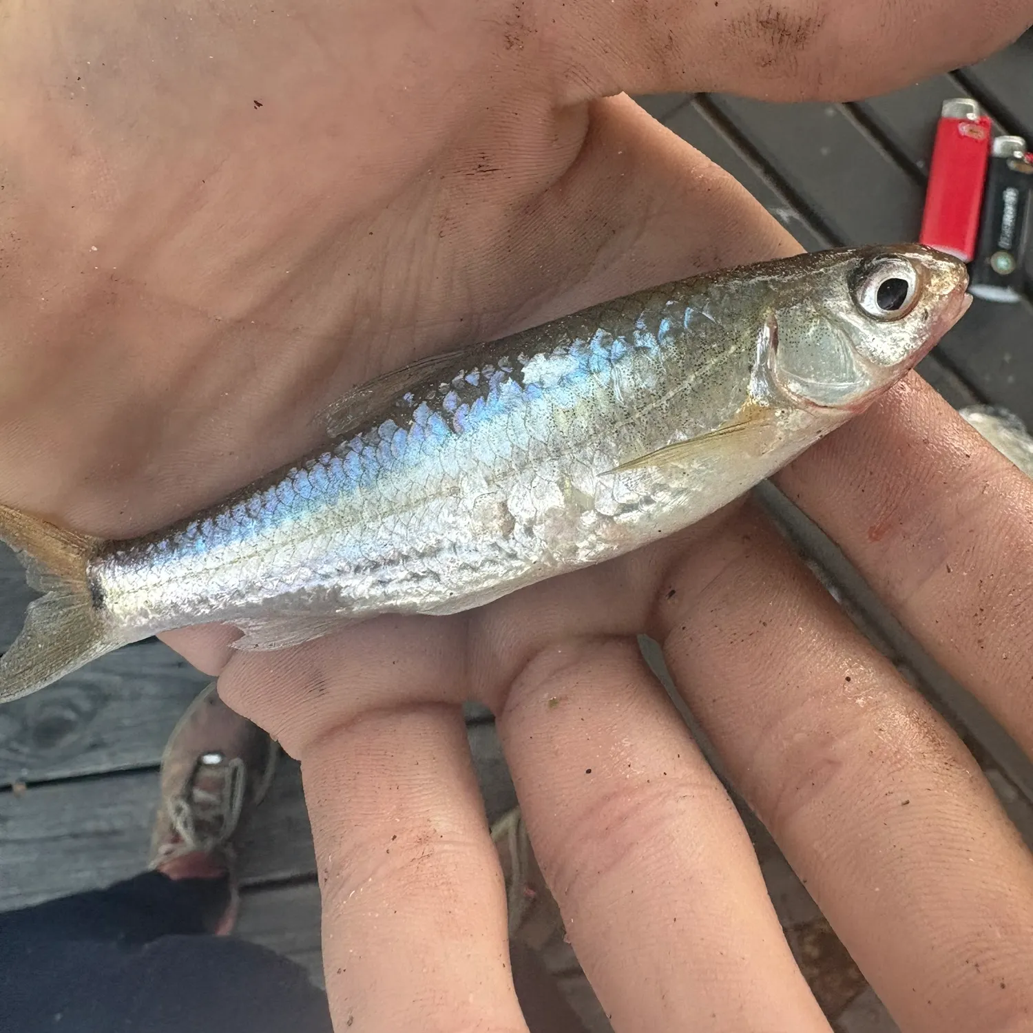 Spottail shiner caught on Fishbrain