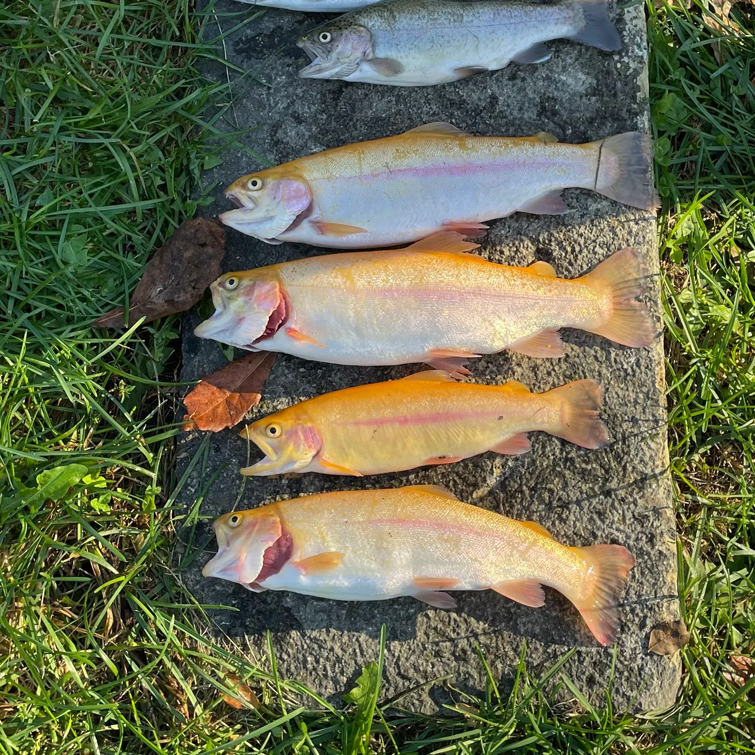 recently logged catches