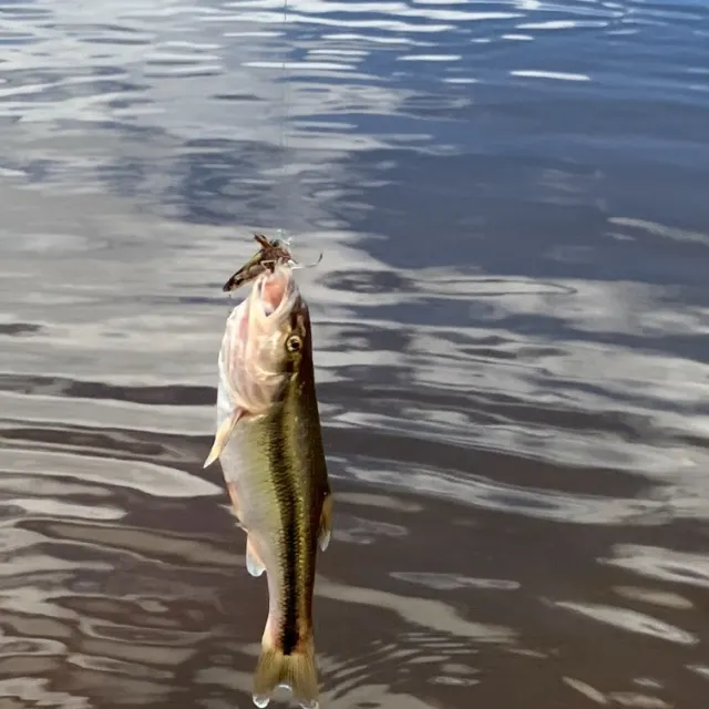 Creek chub caught on Fishbrain