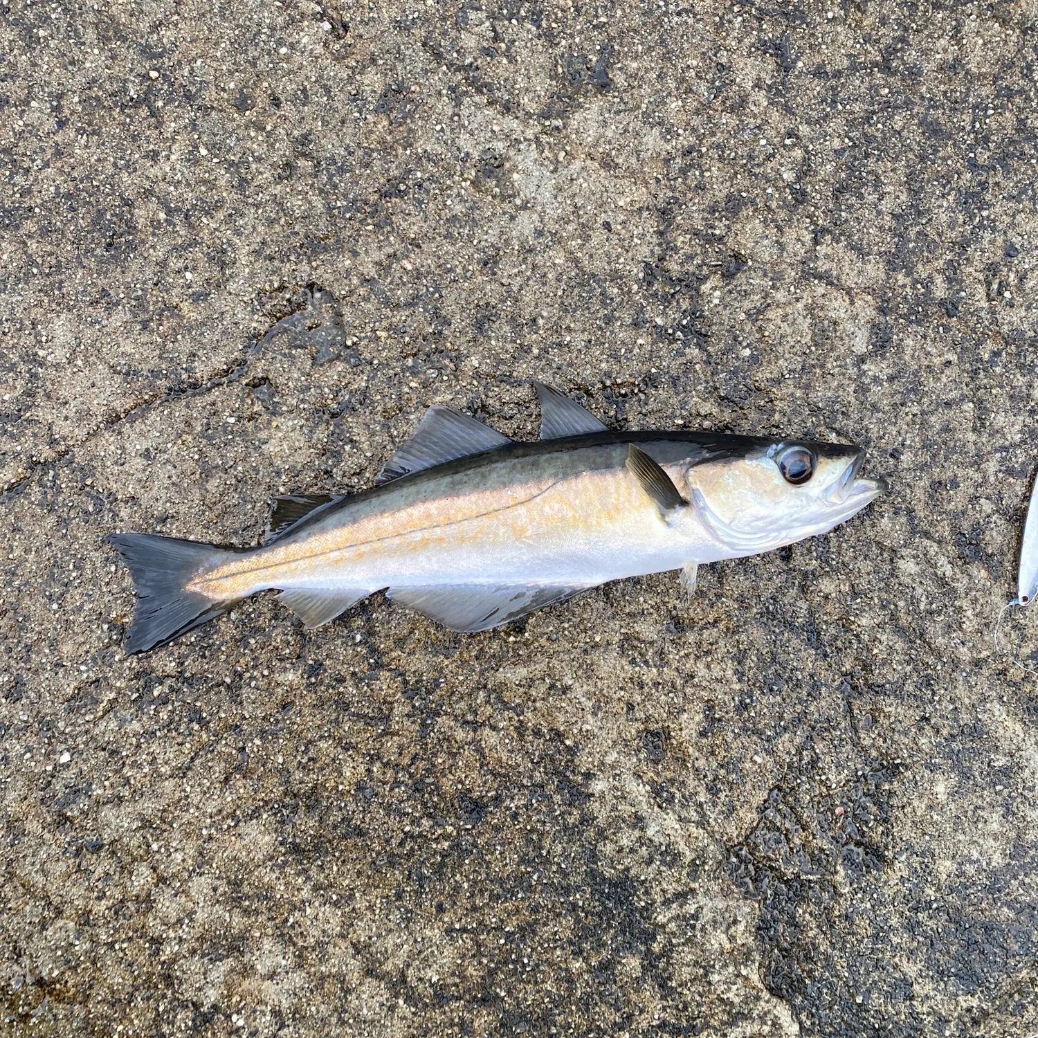 Fish caught on Fishbrain