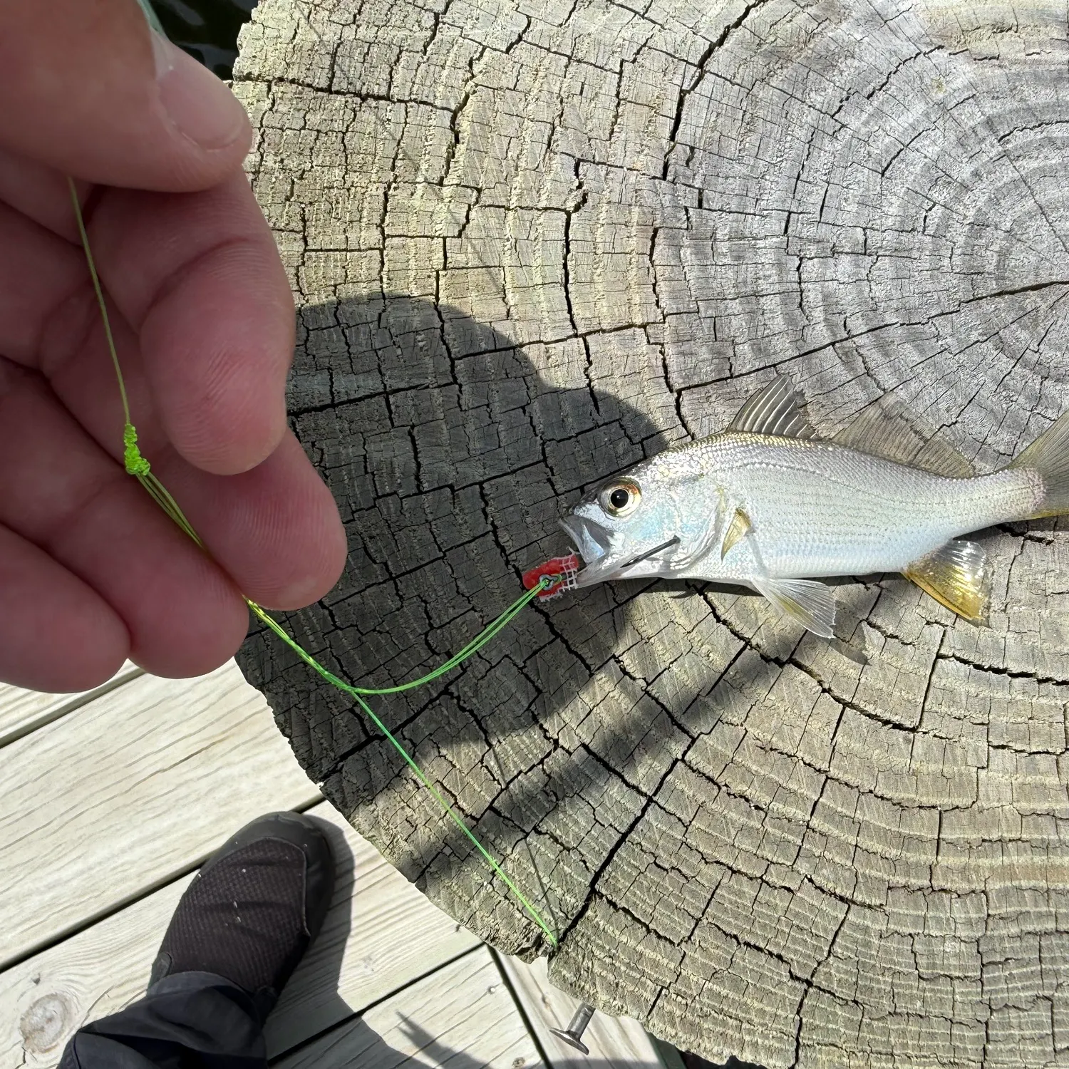 Silver perch caught on Fishbrain