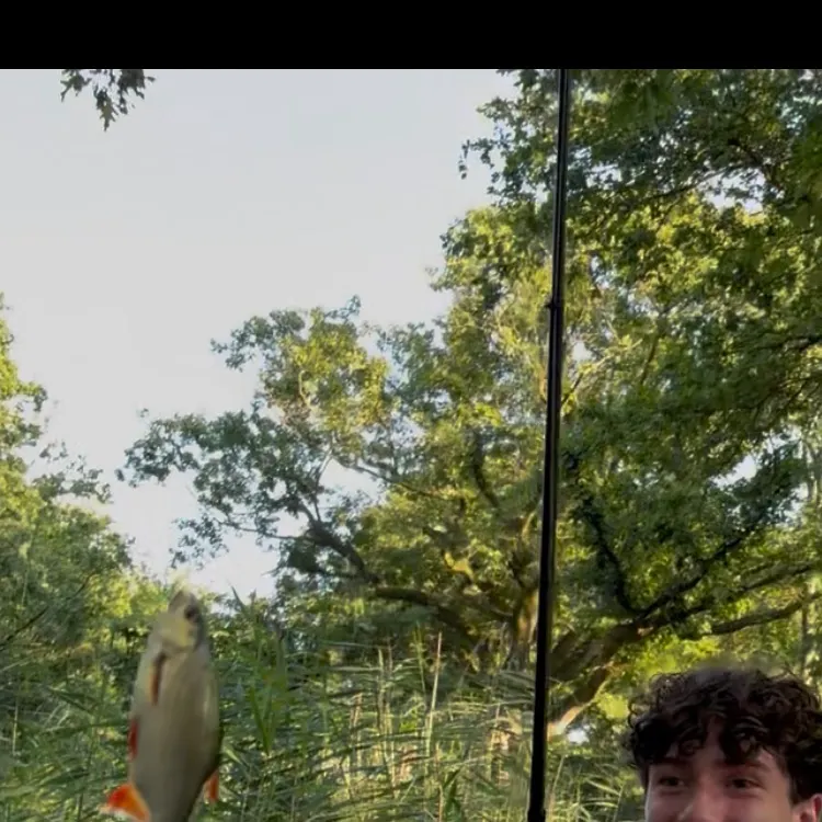 Common rudd caught on Fishbrain