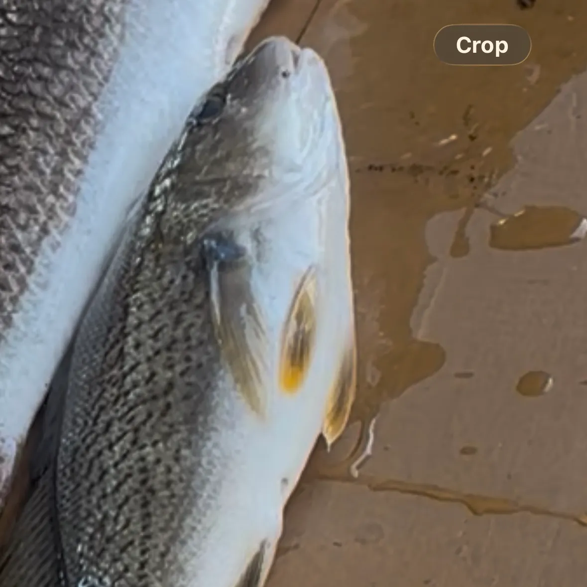 The most recent Common snook catches on Fishbrain