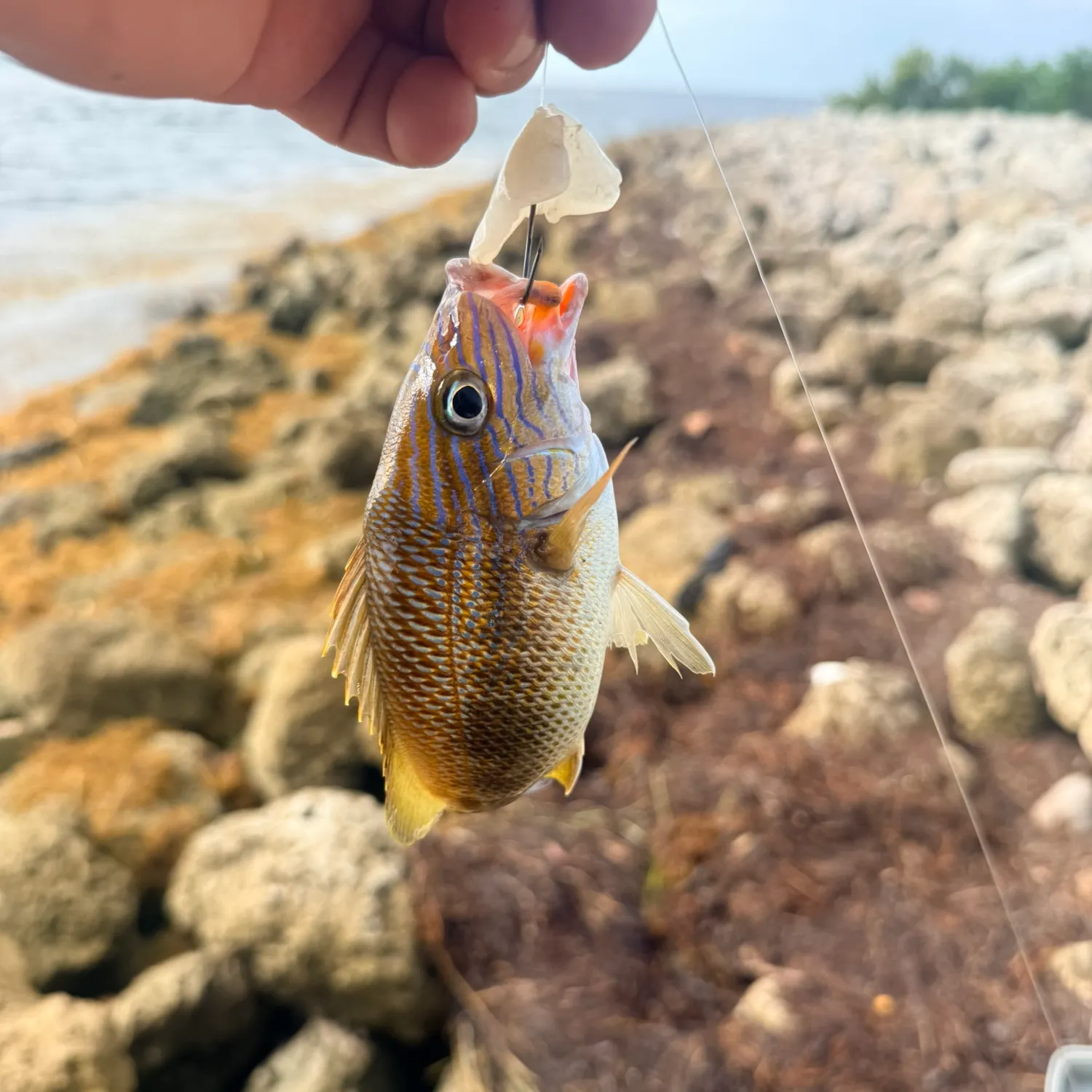 The most recent White grunt catches on Fishbrain
