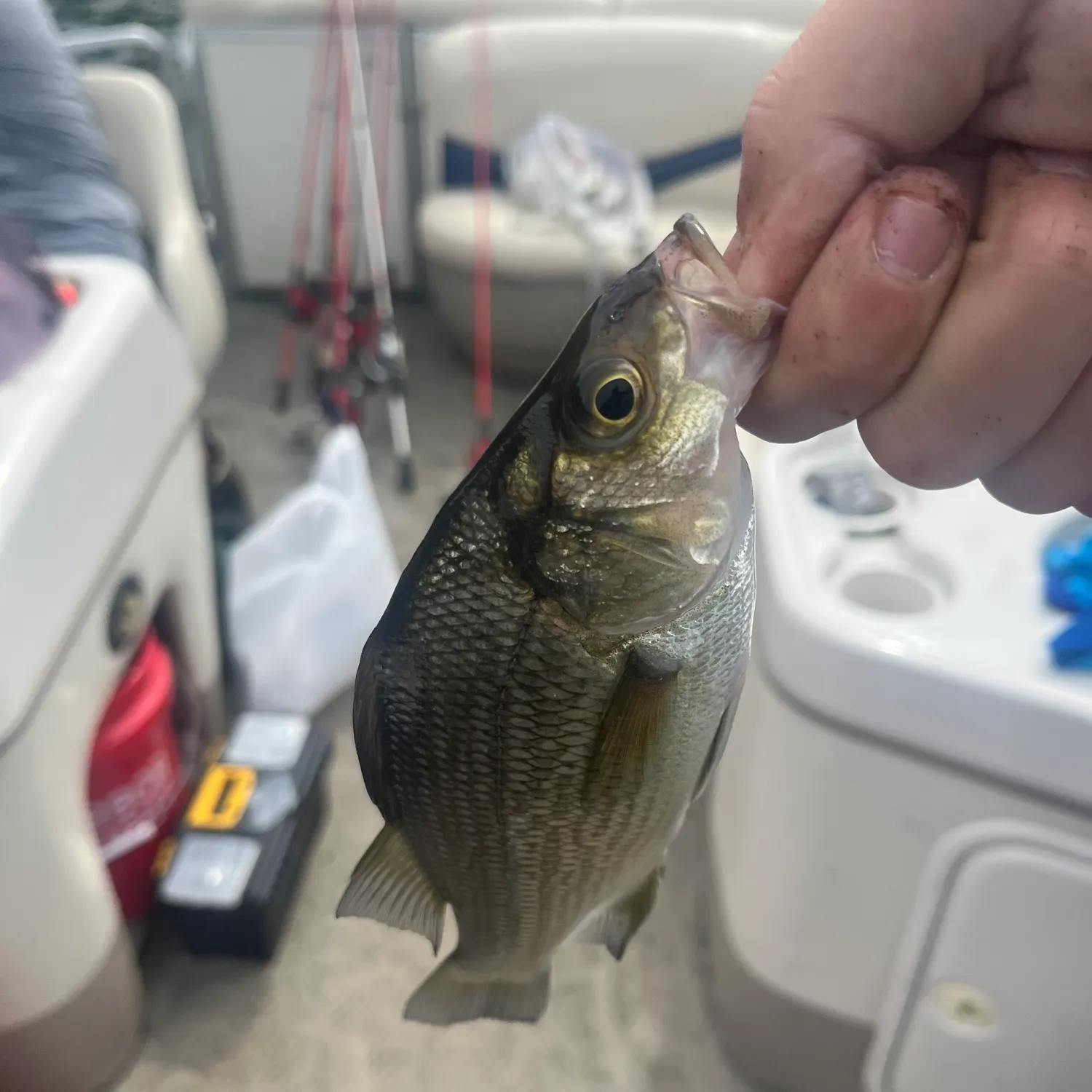 The most recent White perch catches on Fishbrain