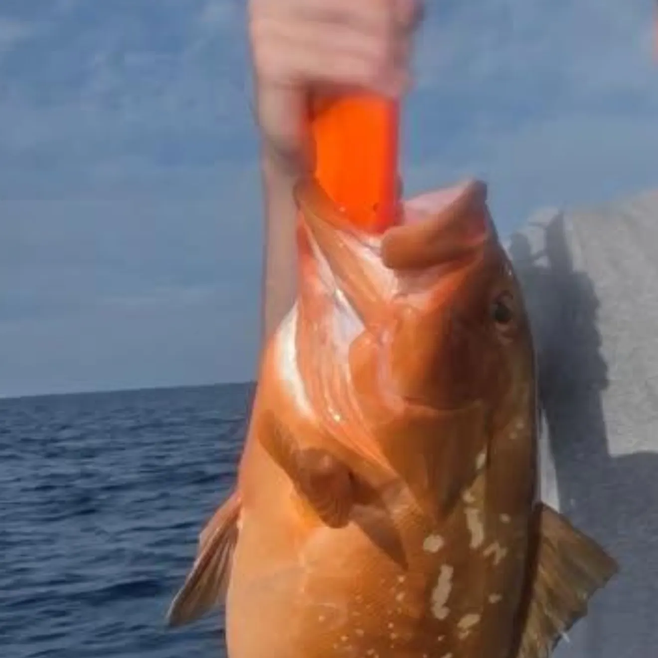The most recent Red grouper catches on Fishbrain