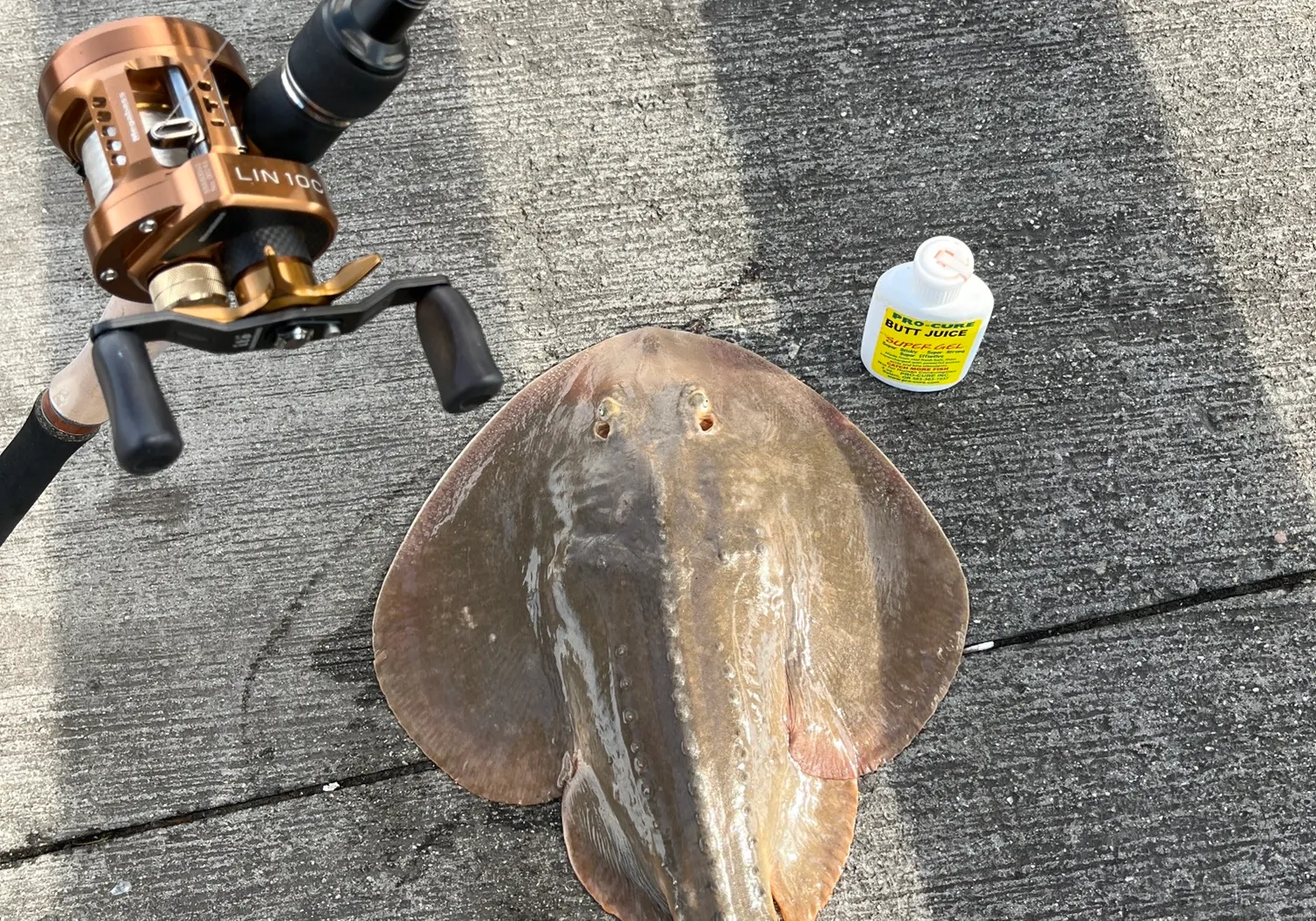 Thornback ray