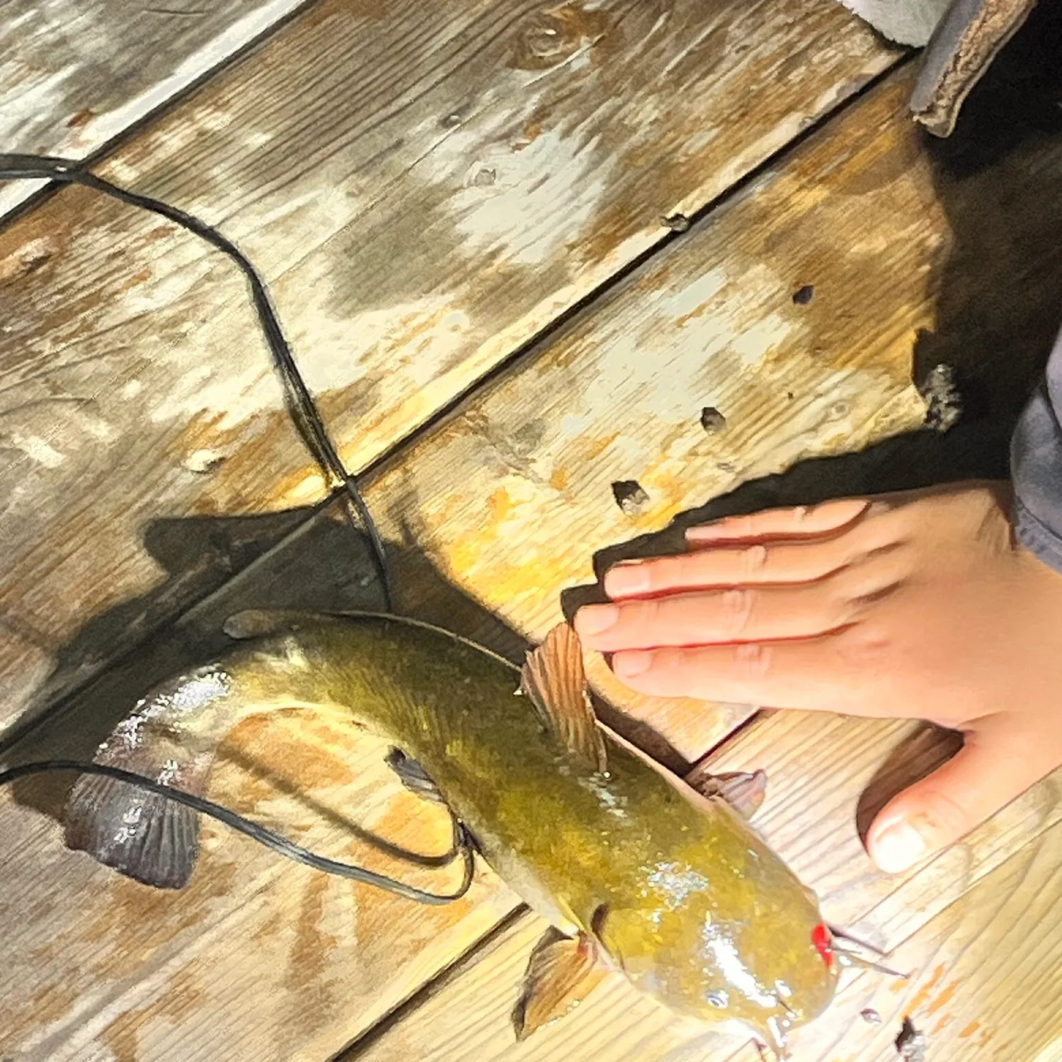 Brown bullhead caught on Fishbrain