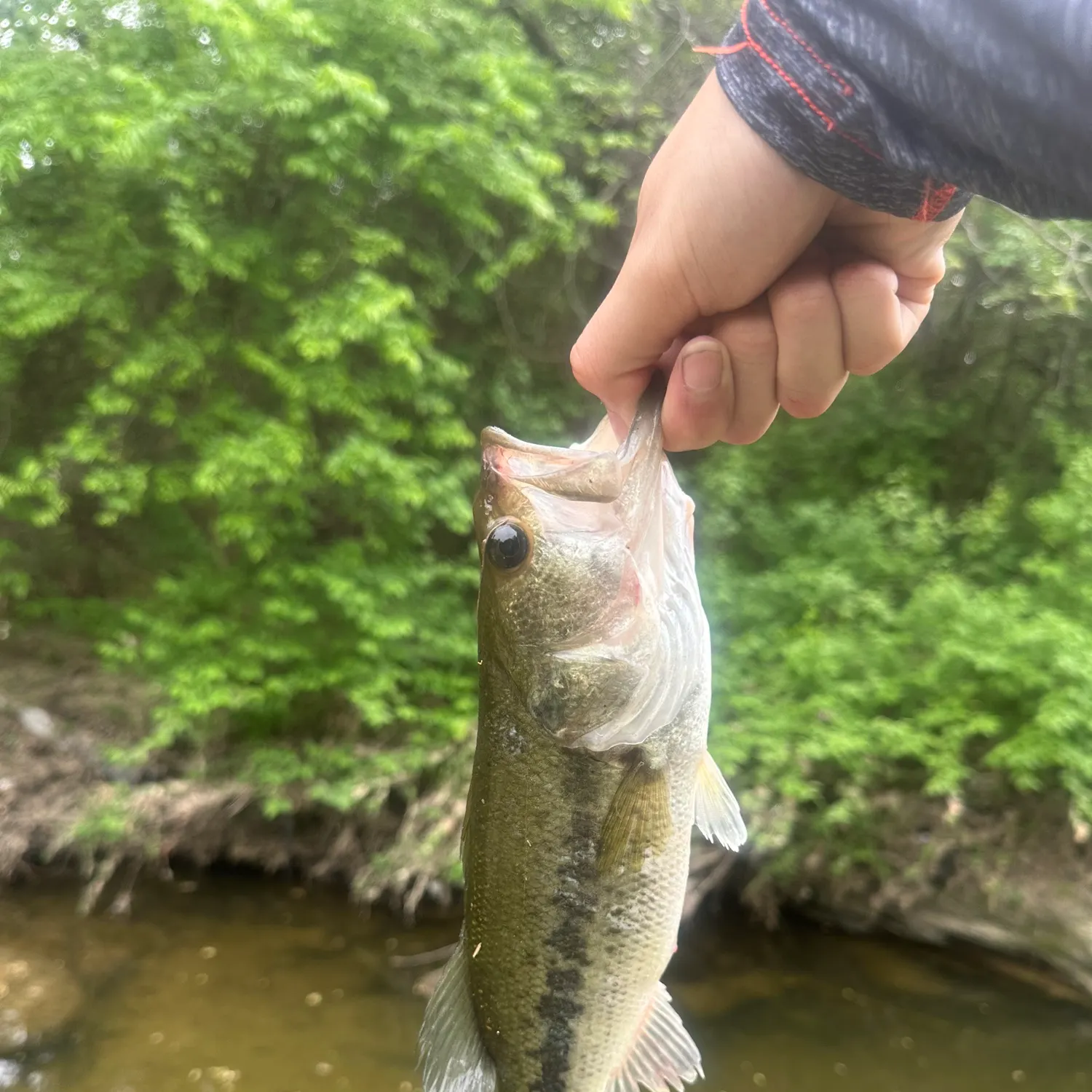 angler catch