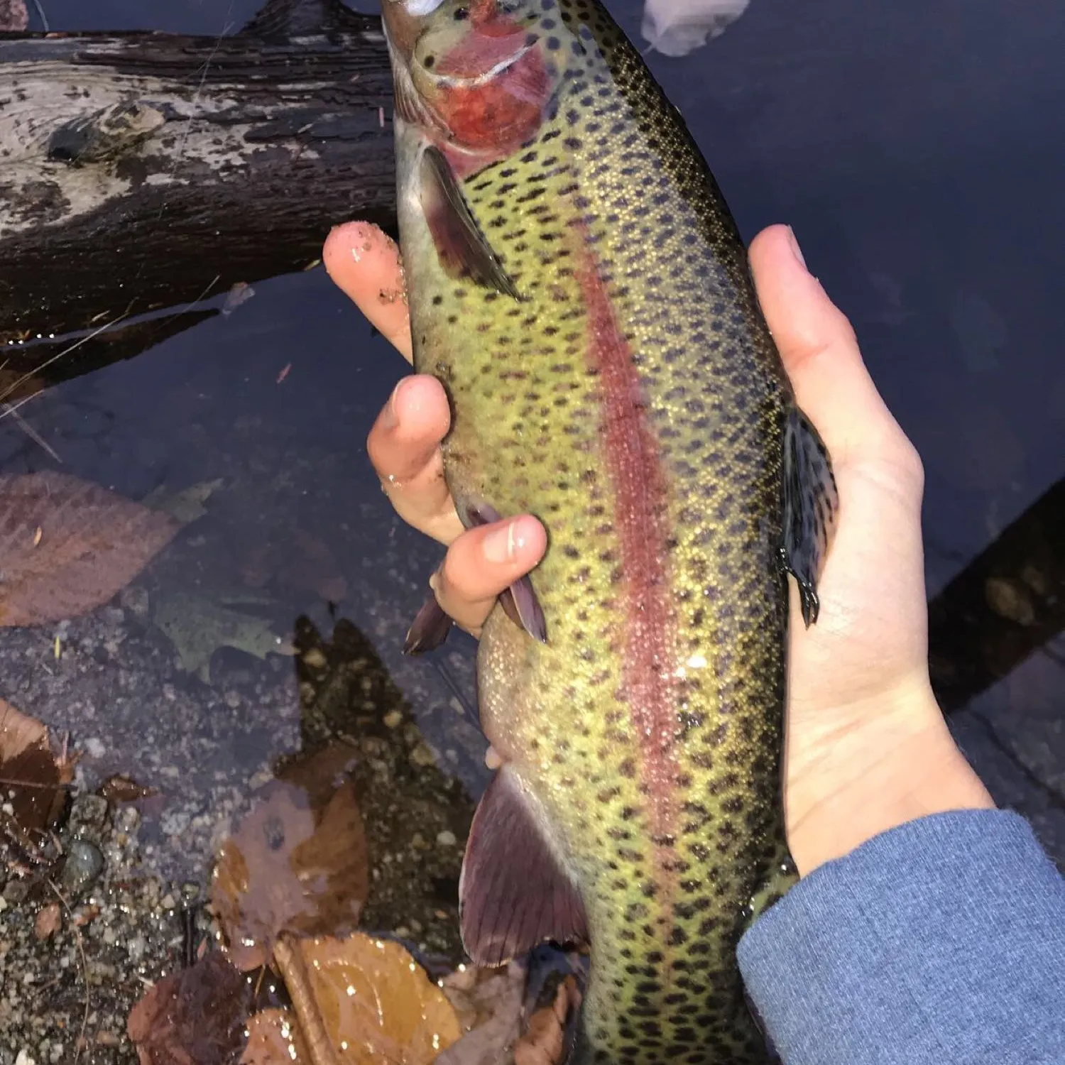 recently logged catches