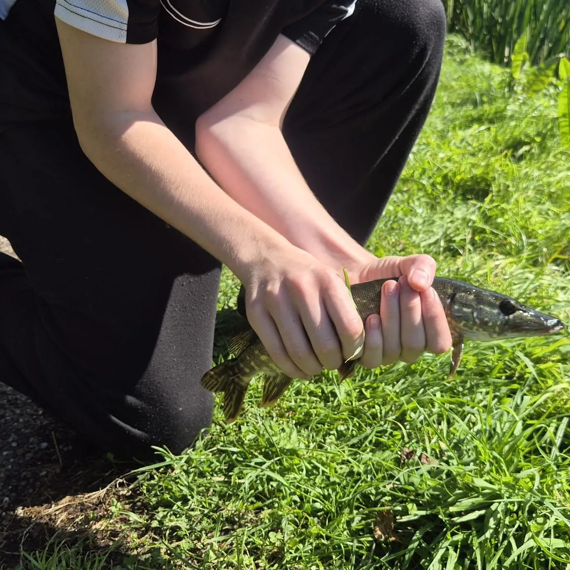 Northern pike caught on Fishbrain
