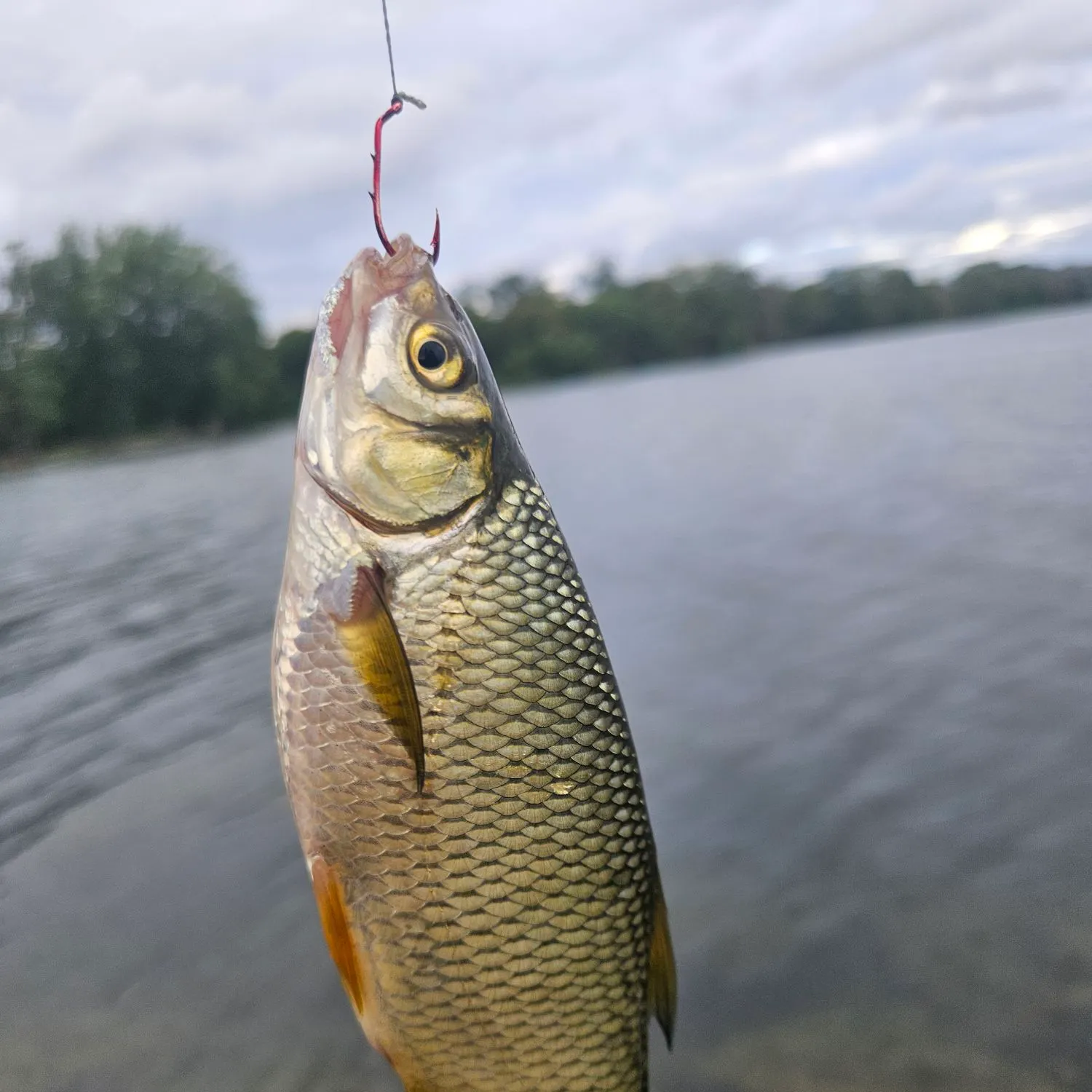 The most recent Golden shiner catches on Fishbrain