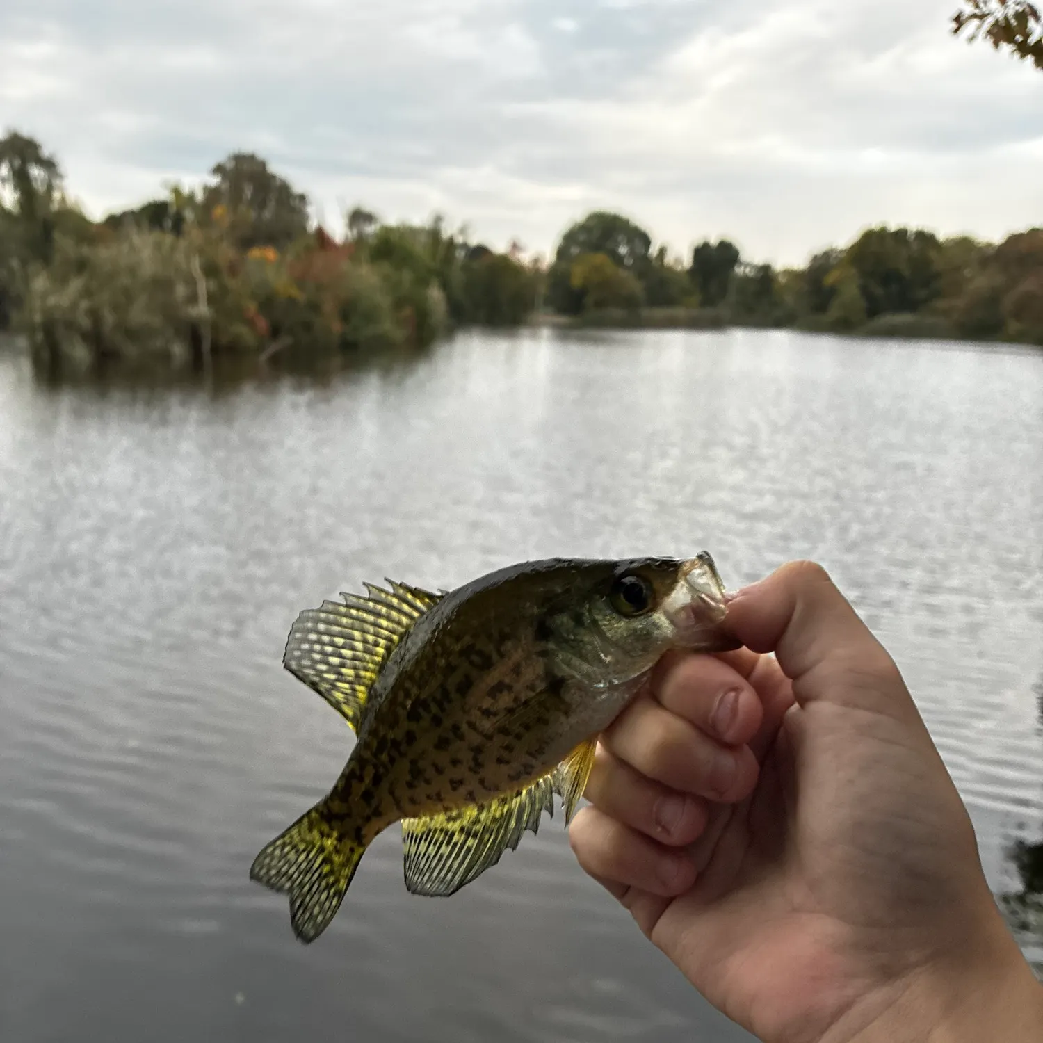 Black crappie caught on Fishbrain