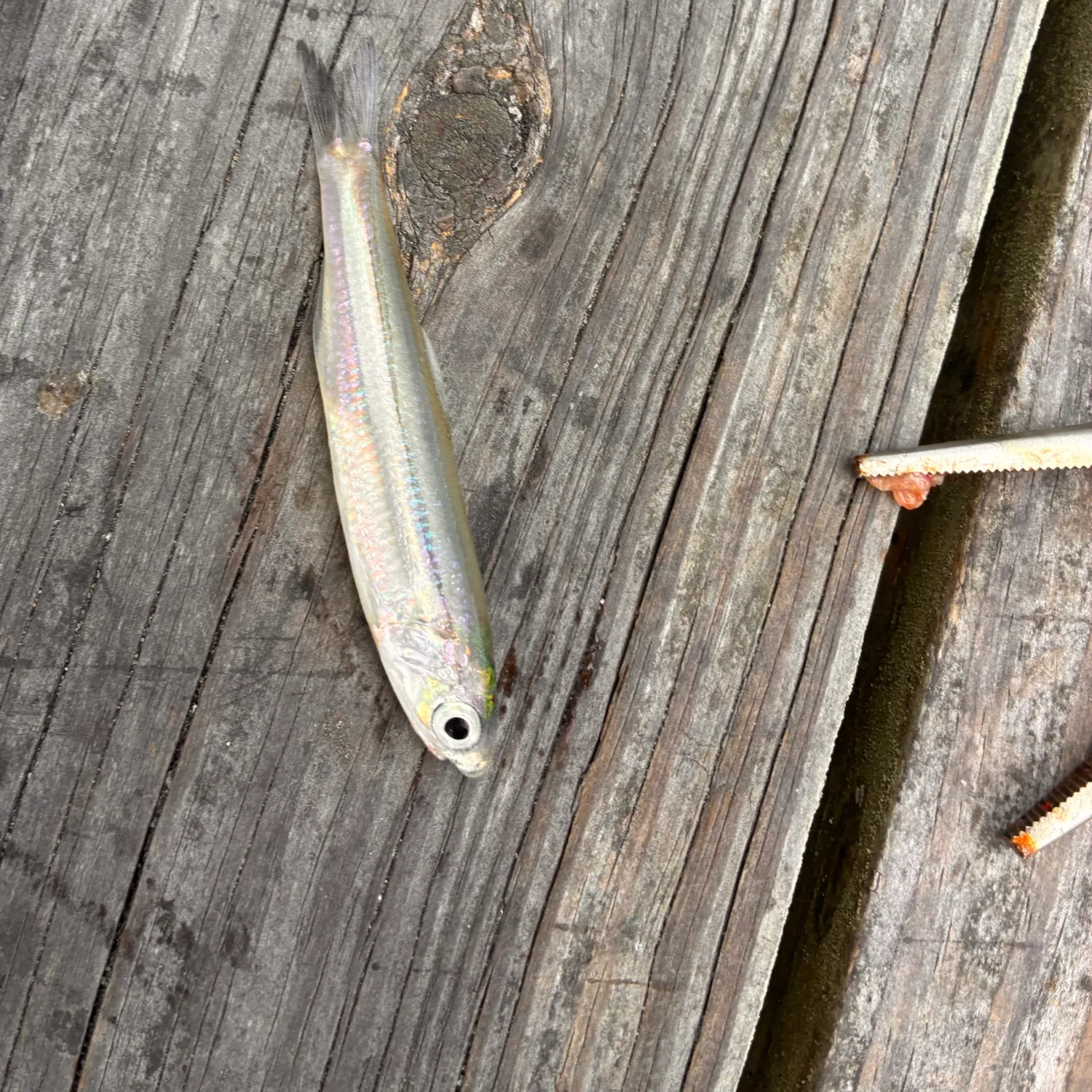 Broad-striped anchovy caught on Fishbrain
