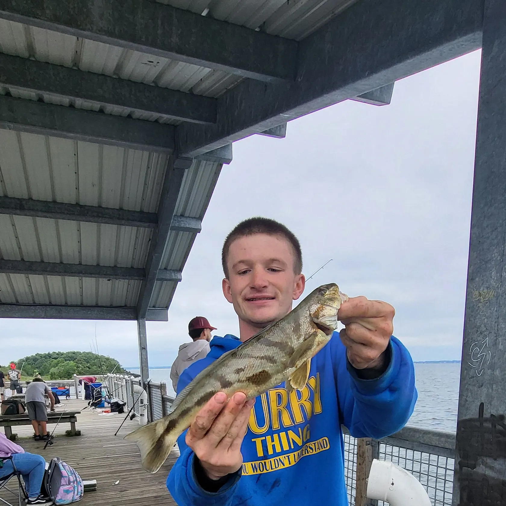 Northern kingcroaker caught on Fishbrain