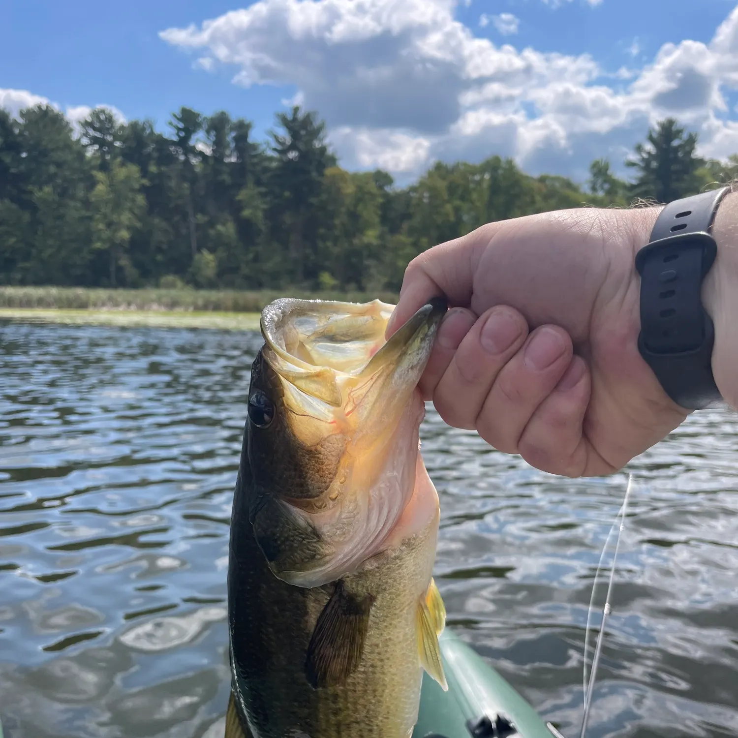 Largemouth bass caught on Fishbrain
