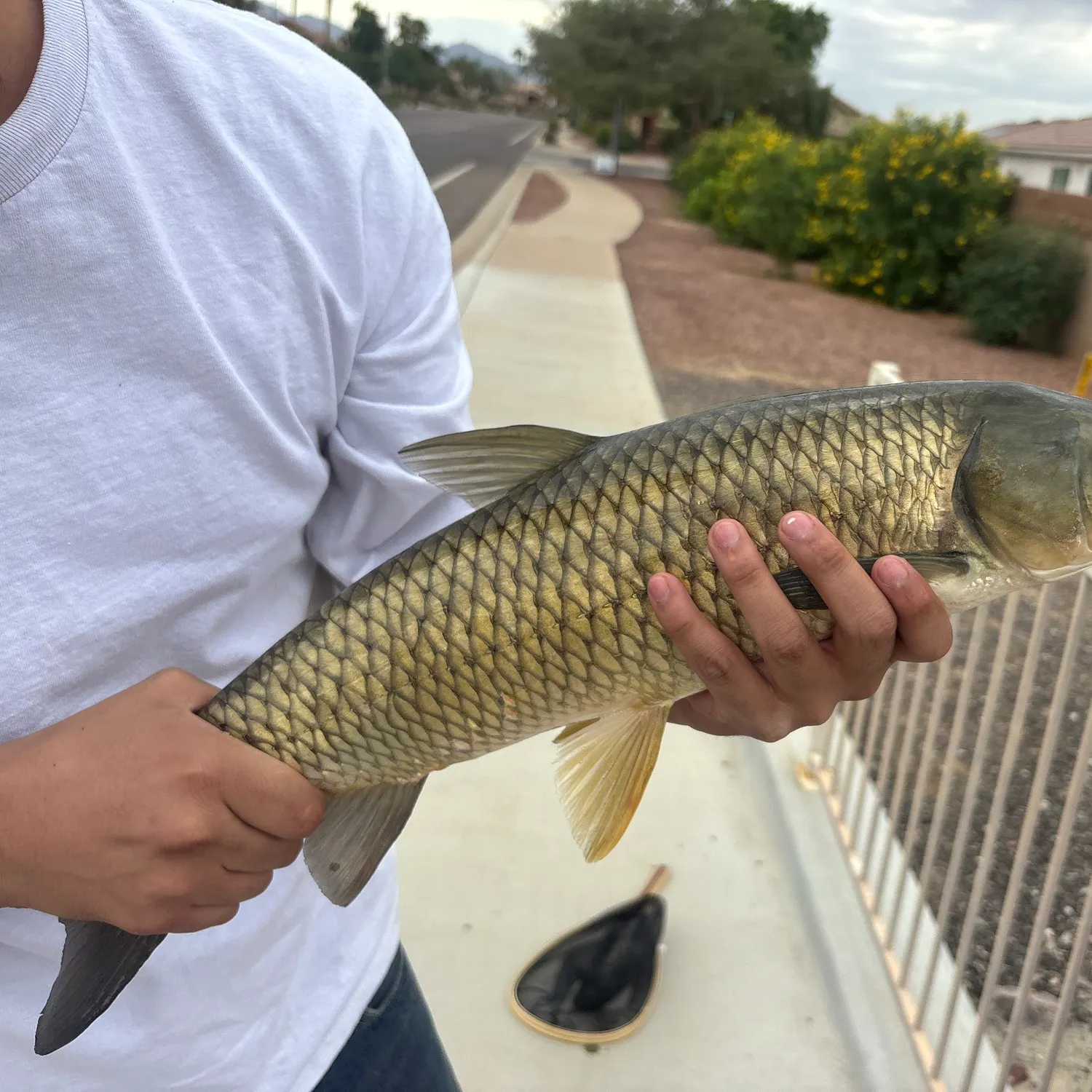 The most recent Grass carp catches on Fishbrain