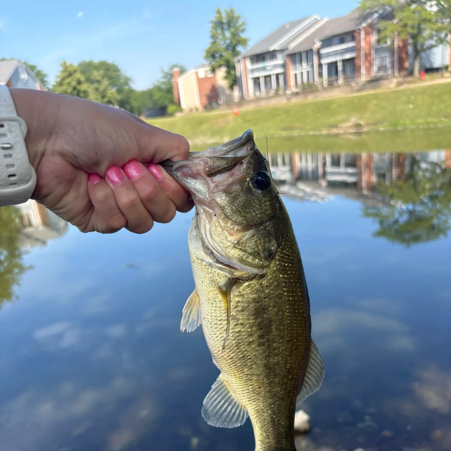 Largemouth bass caught on Fishbrain