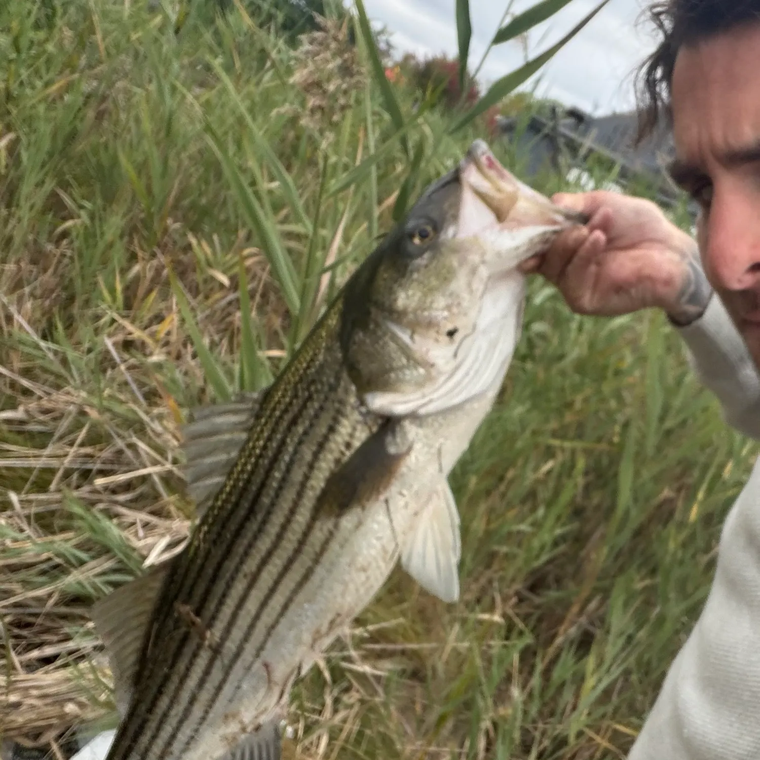 Striped bass caught on Fishbrain