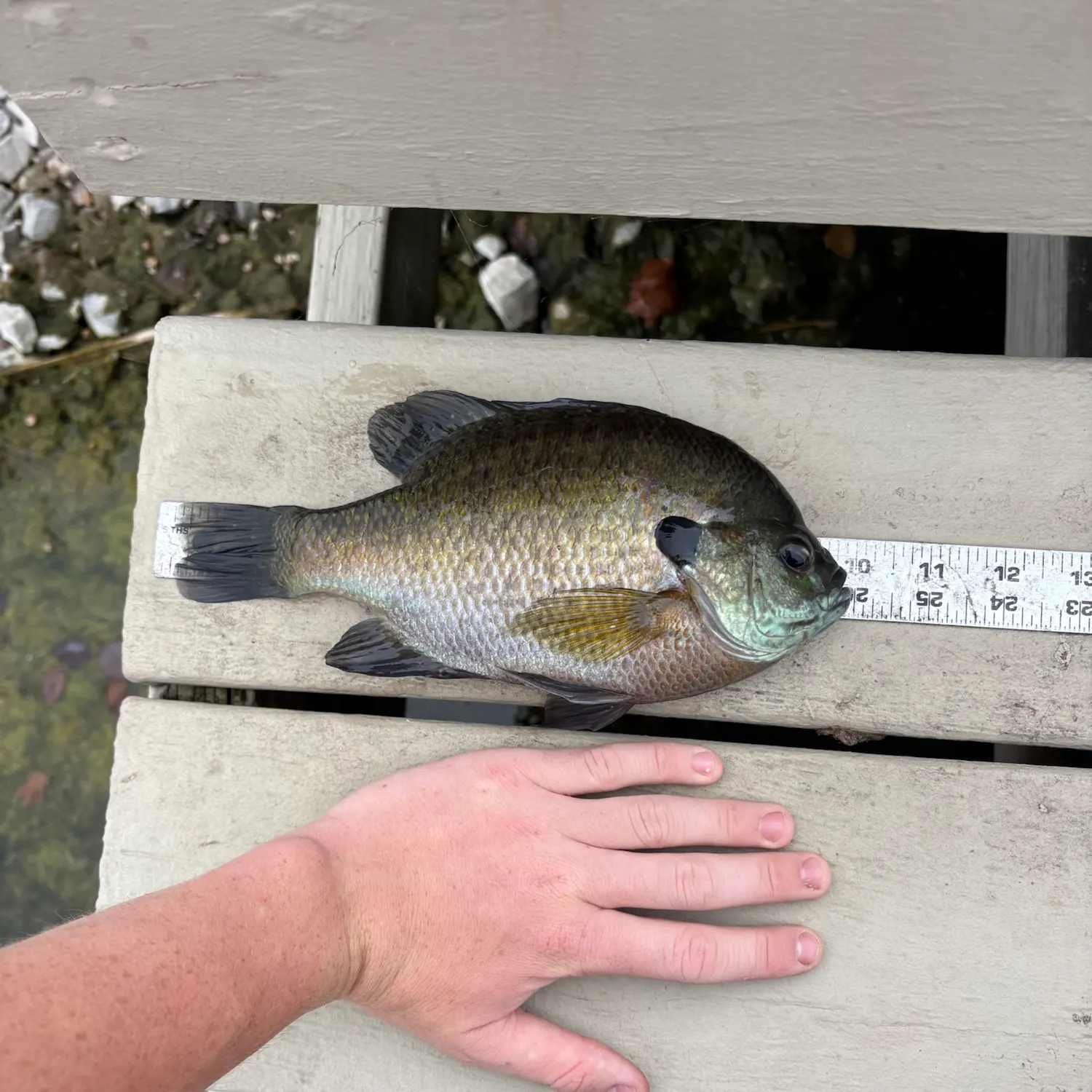 Bluegill caught on Fishbrain